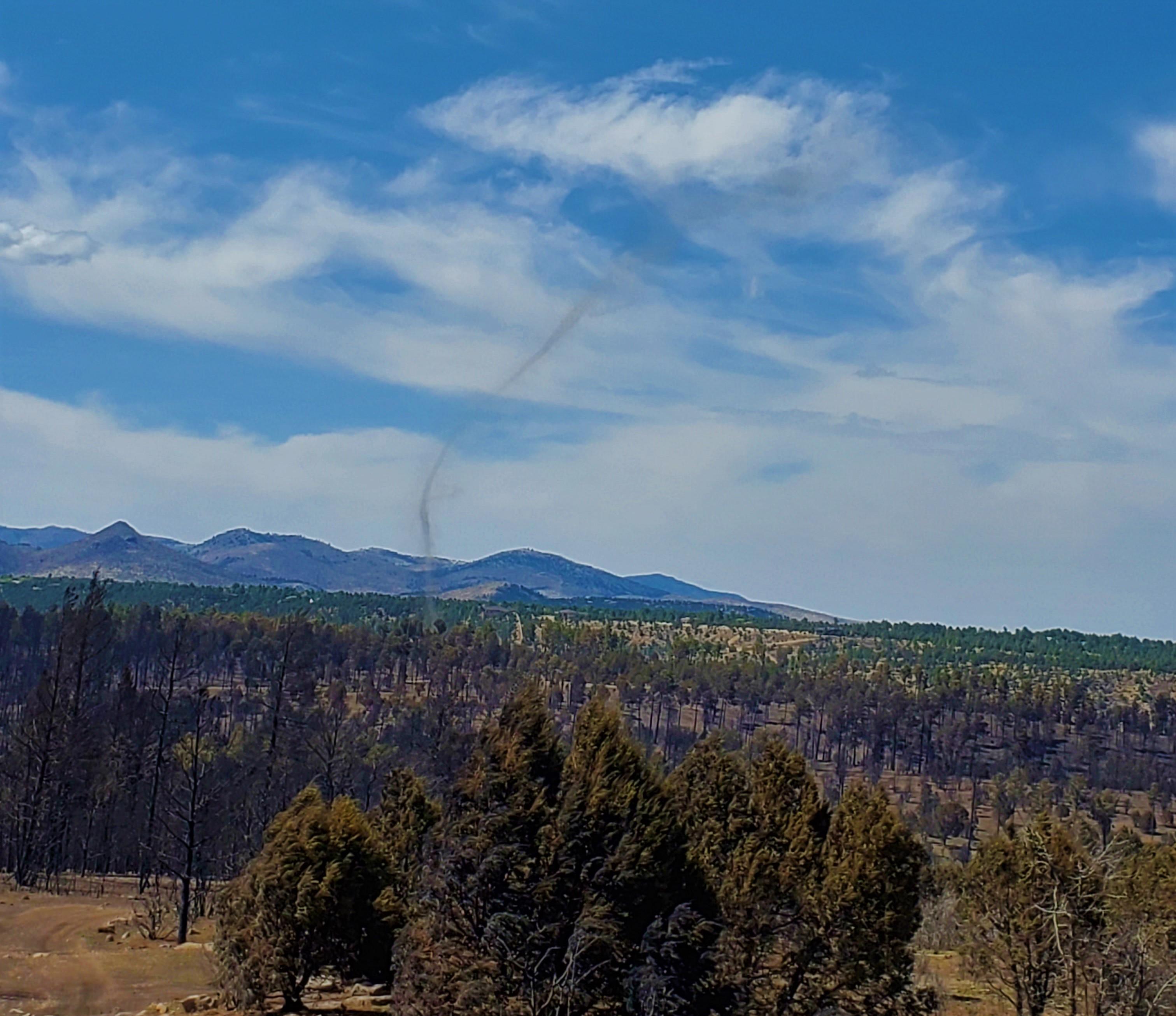 Image showing an Ash Twister in McBride Burned Area on Gavilan Ridge