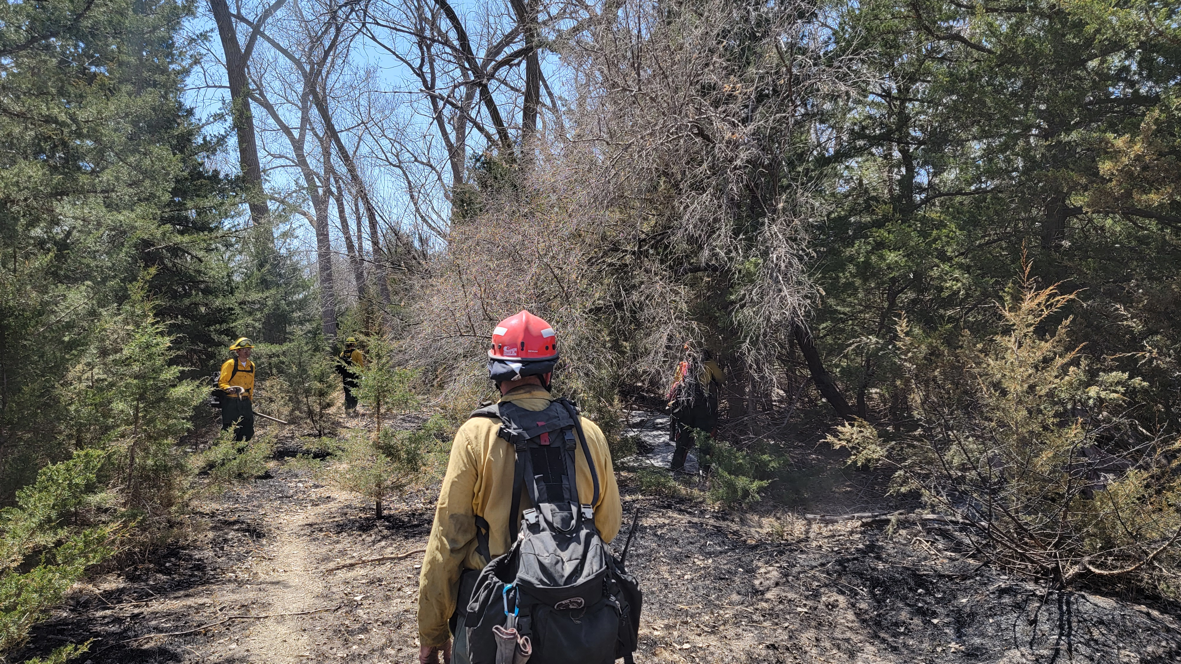 Firefighters walking through trees, looking for hot spots.
