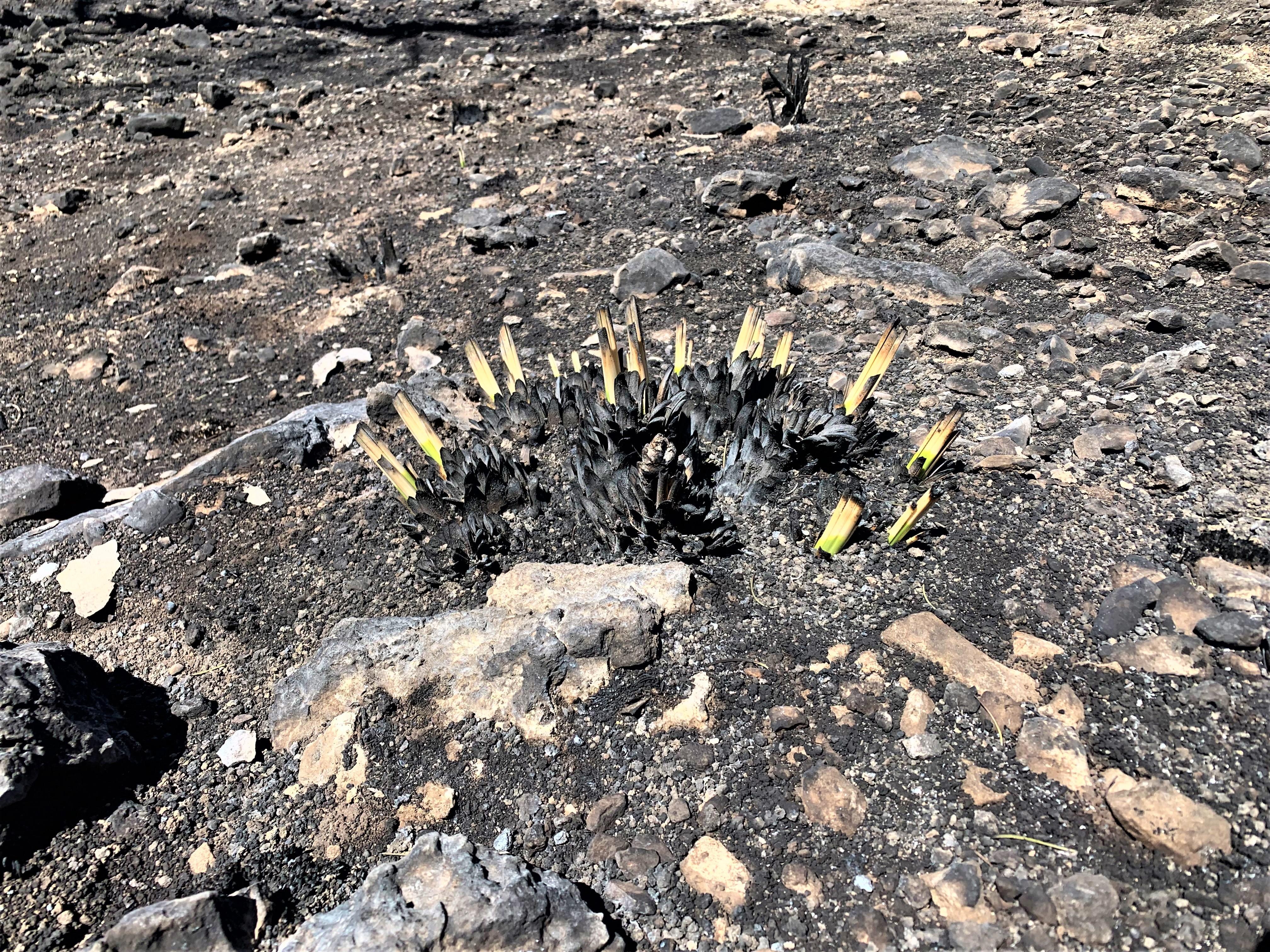 Image showing Burned agave plant in McBride Burned Area