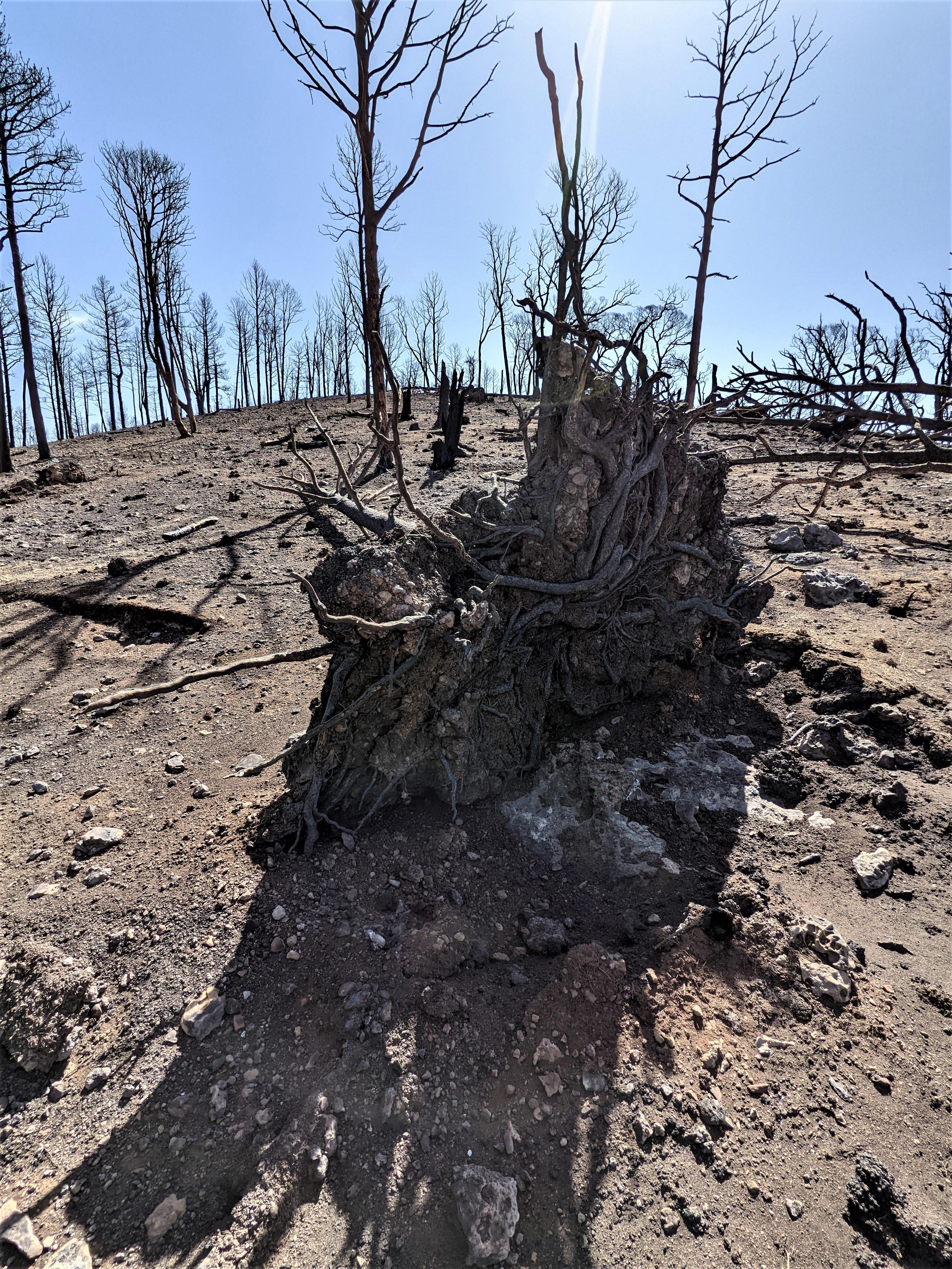 Image showing Blown over burned tree in McBride Burned Area