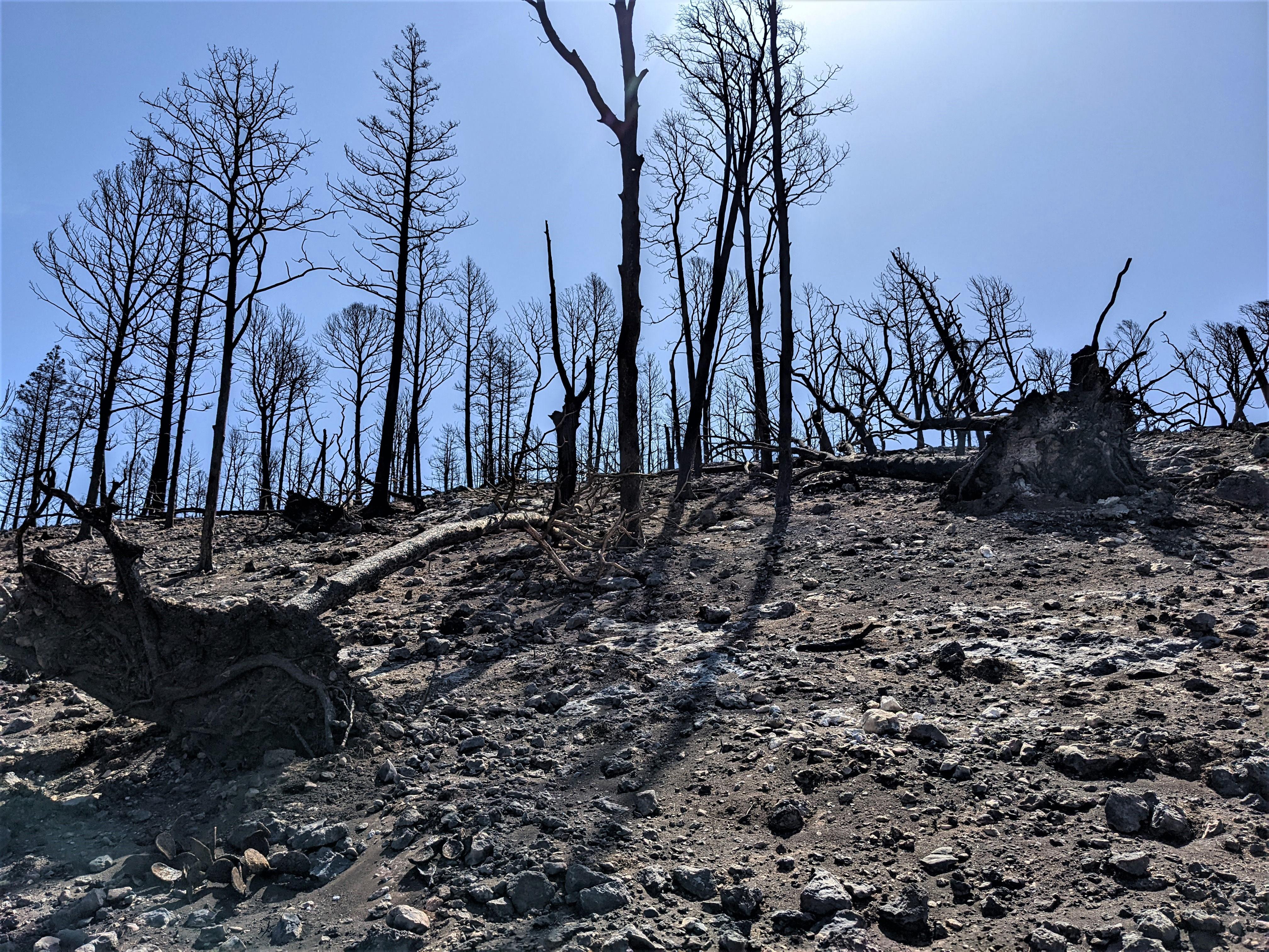 Image showing Burned Ridgetop trees blown down in McBride Burned Area