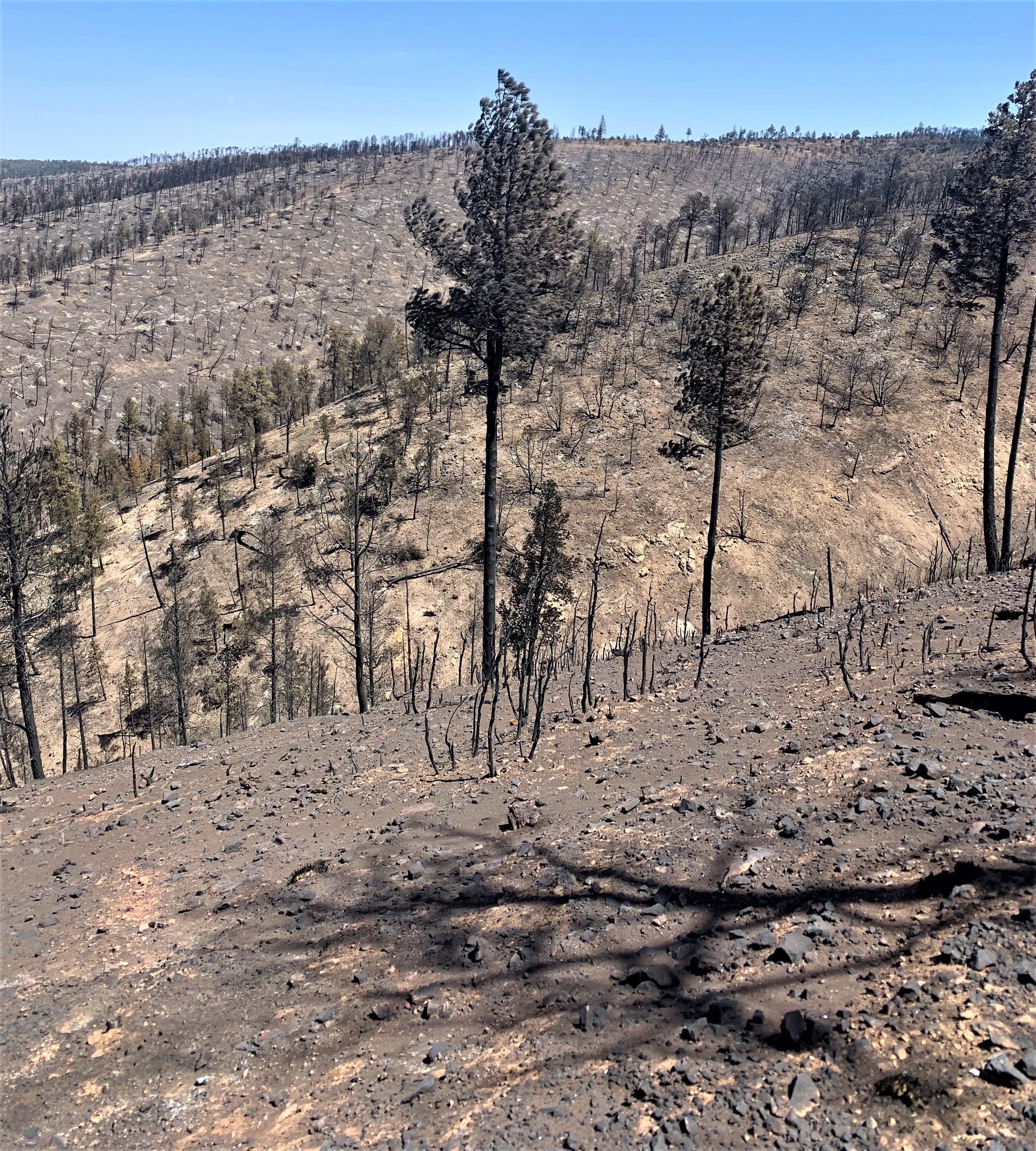 Image showing Burned Ridges in McBride Burned Area