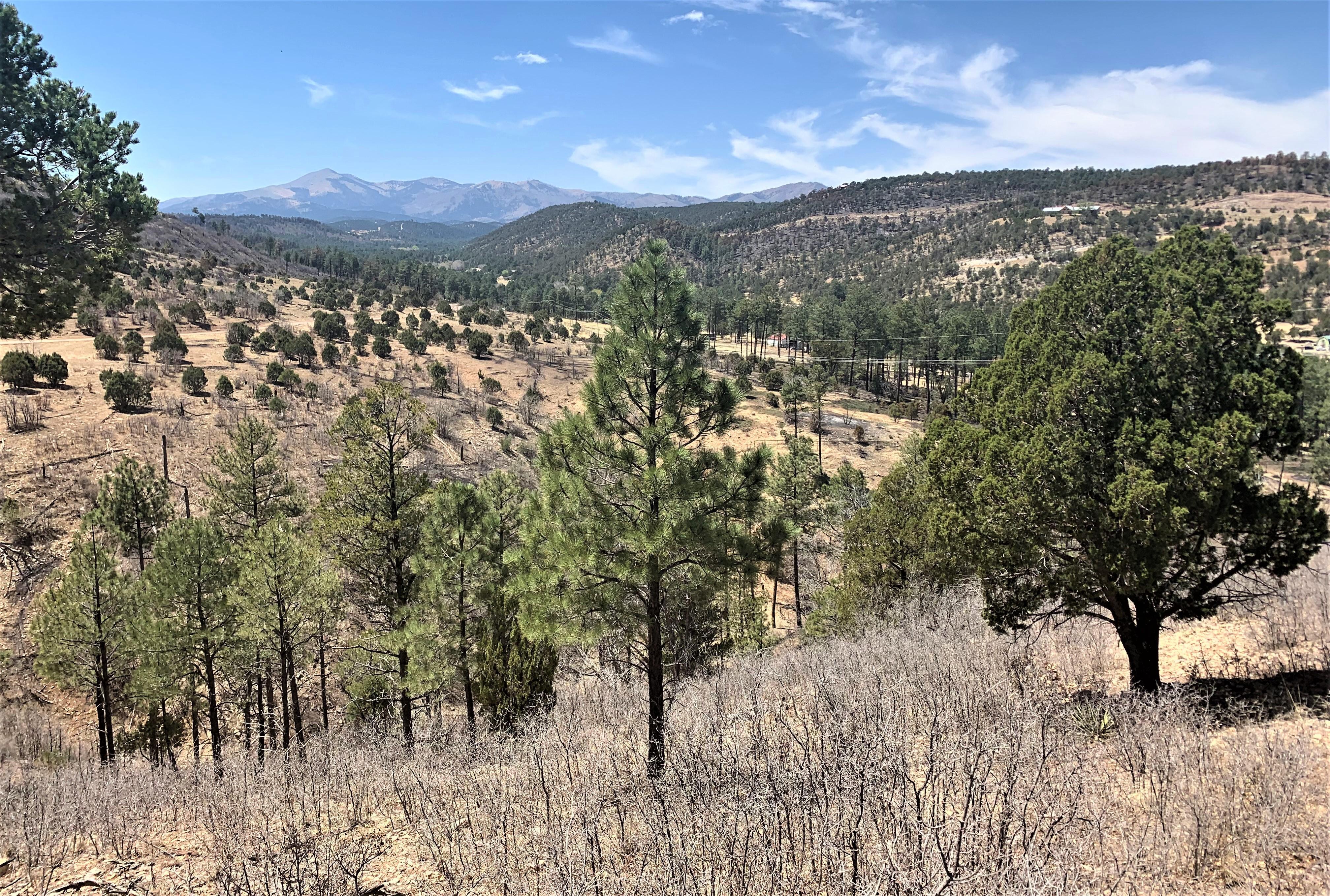 Image showing Eagle Creek Area Looking West in McBride Burned Area