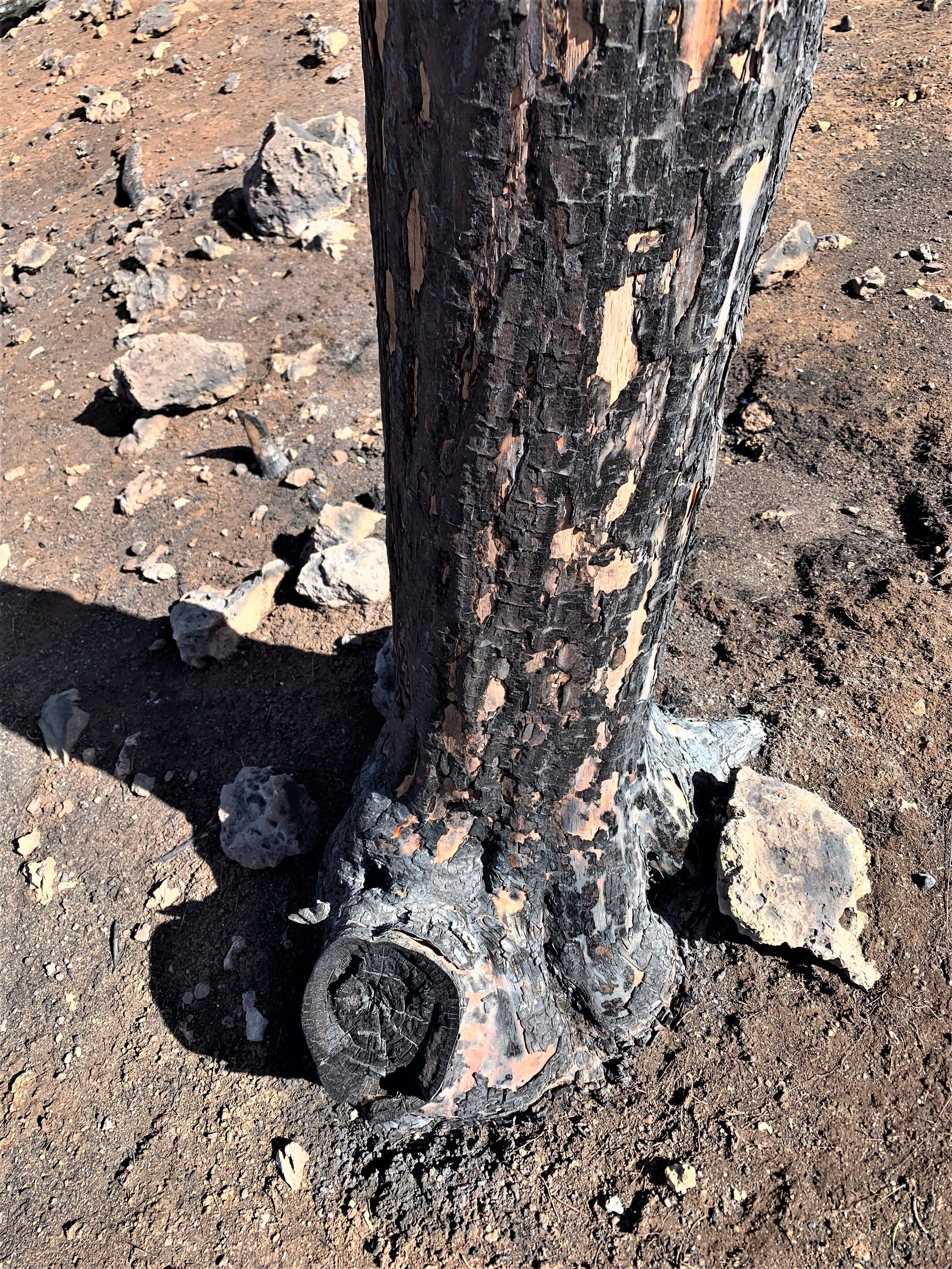 Image showing Burned Tree Bark in the McBride Burned Area