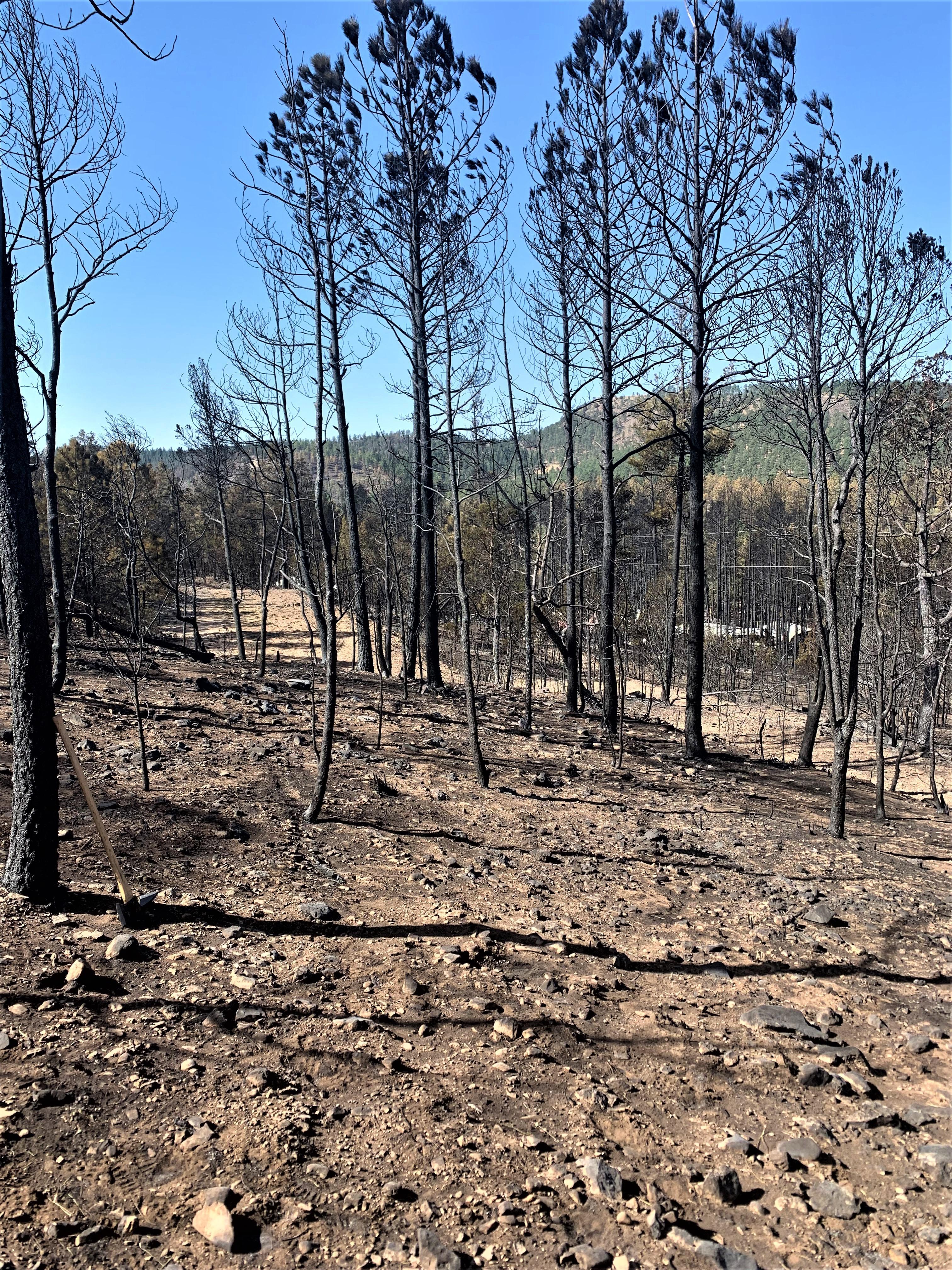 Image showing Moderate soil burn severity near Gavilan Canyon Road in McBride burned area