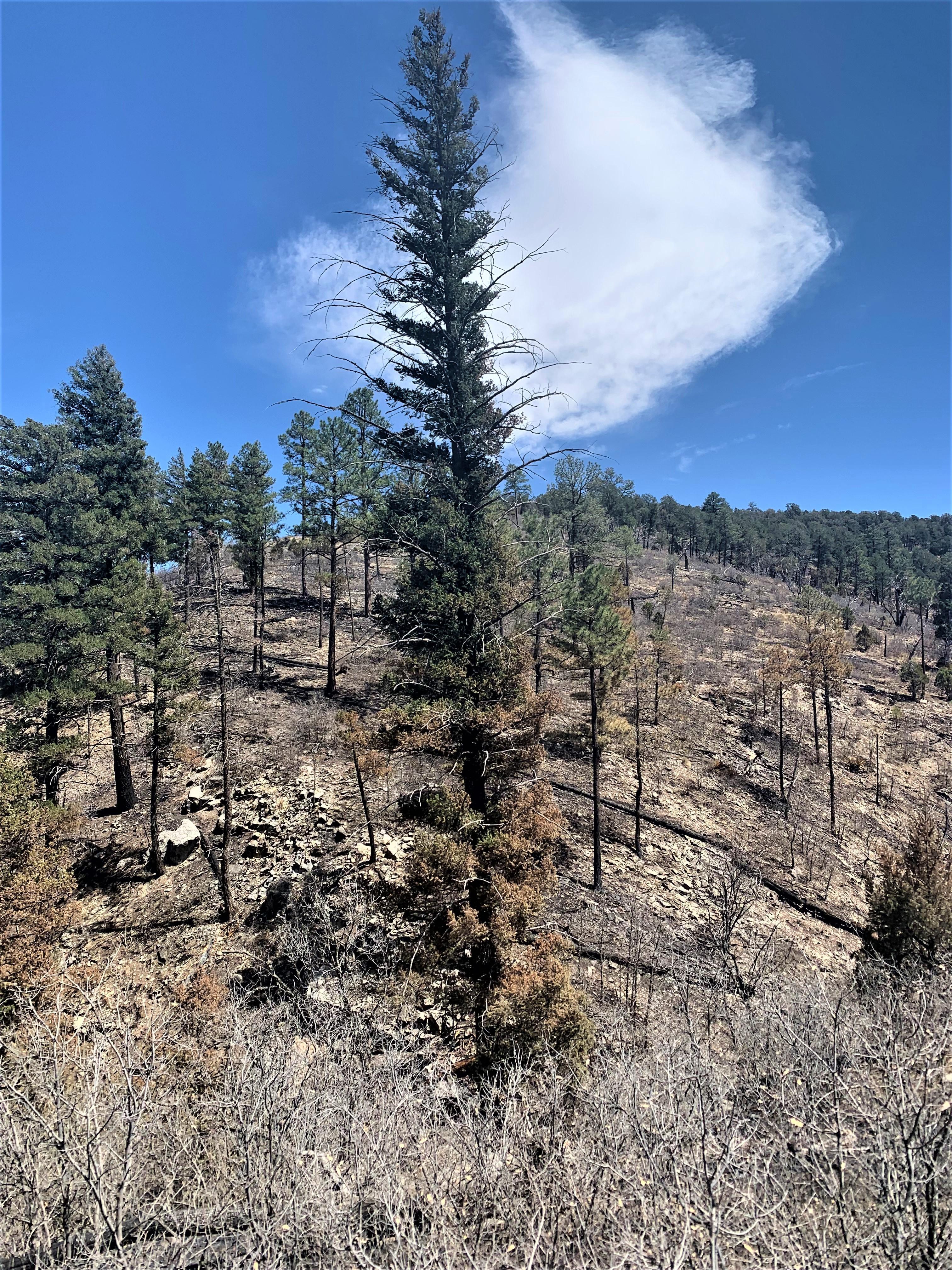 Image showing A Reburned Tree in McBride Burned Area