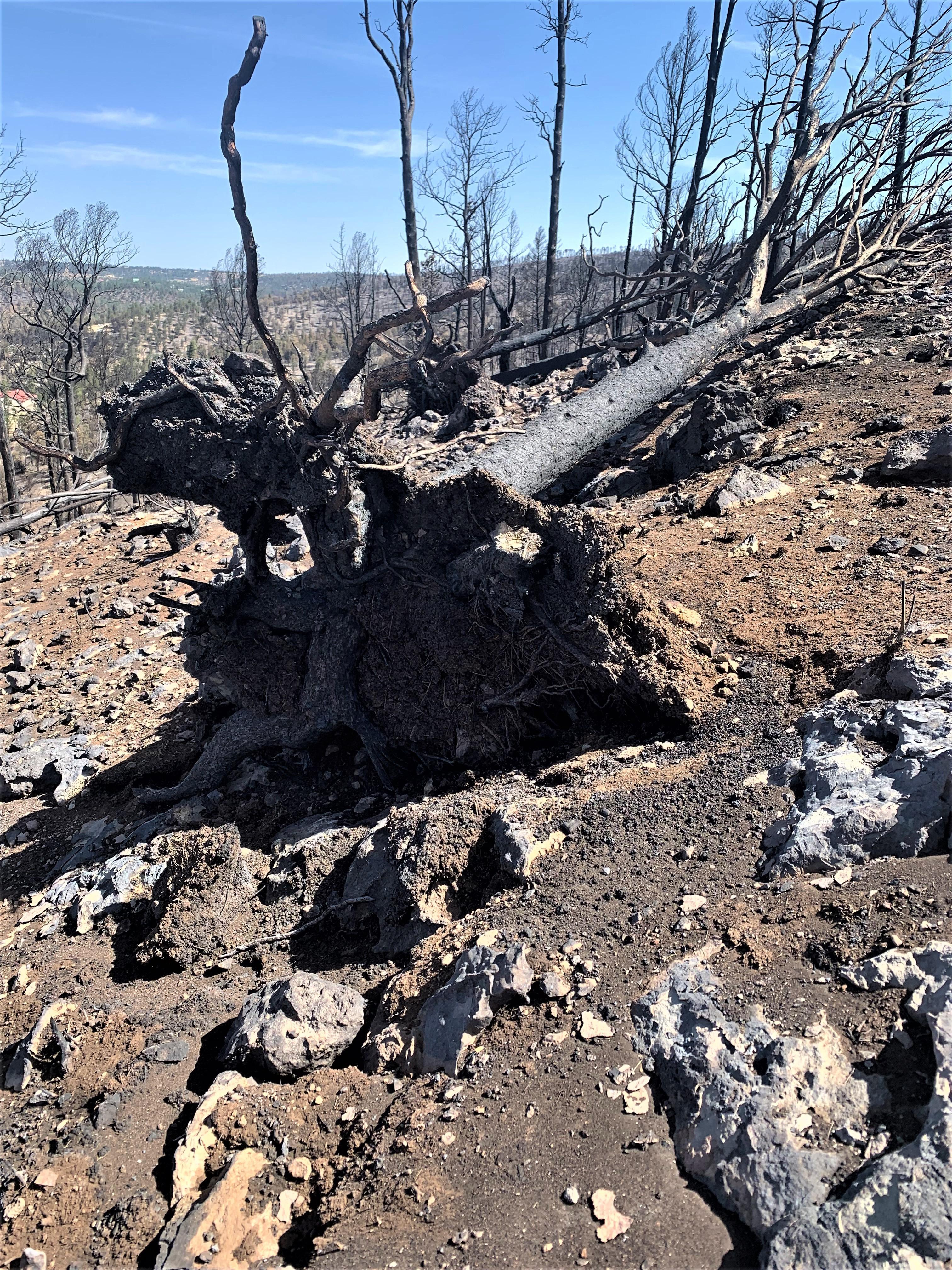 Image showing A burned shallow-rooted tree in McBride Fire