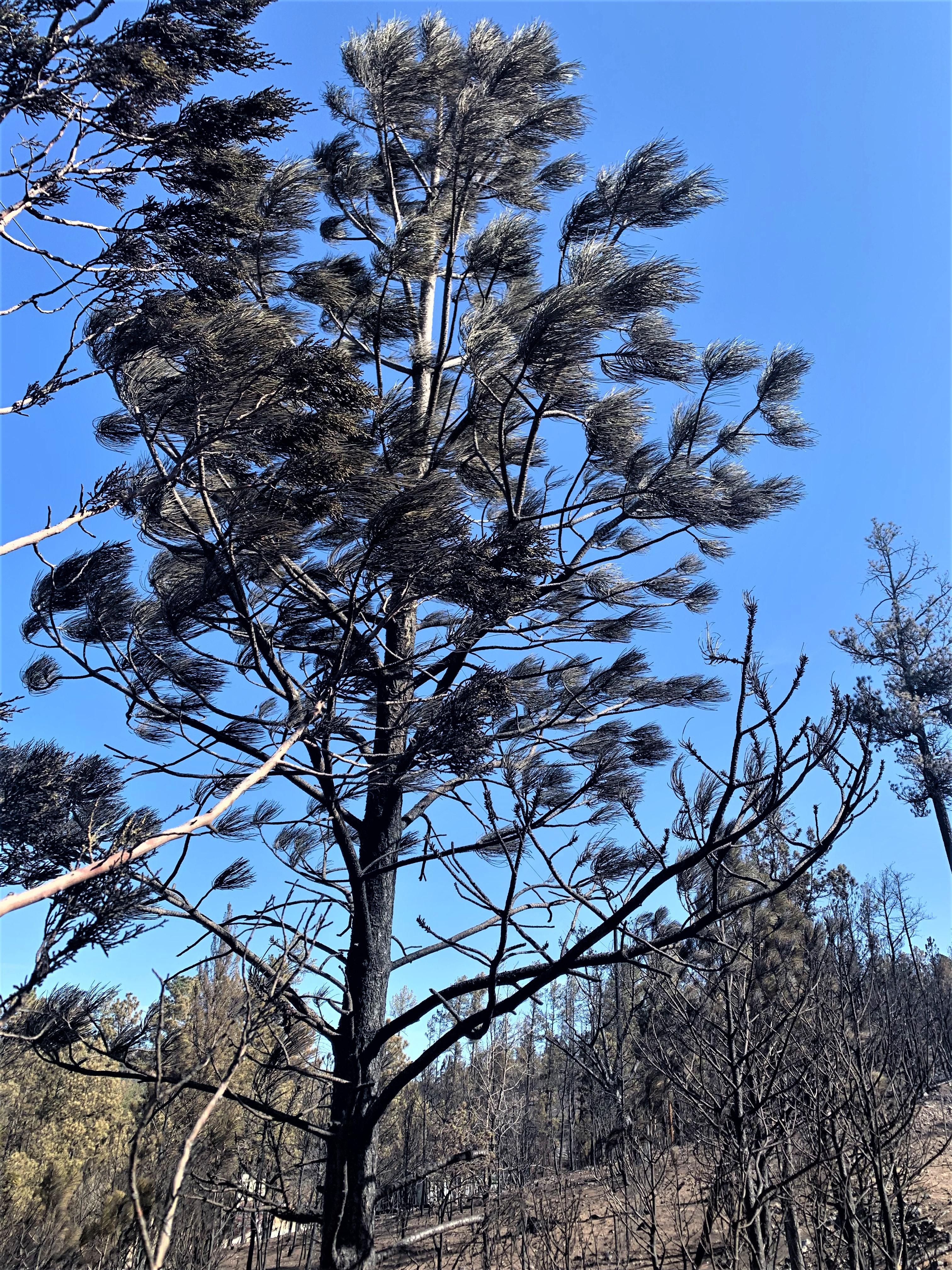 Image showing Burned tree needles blown by McBride Fire