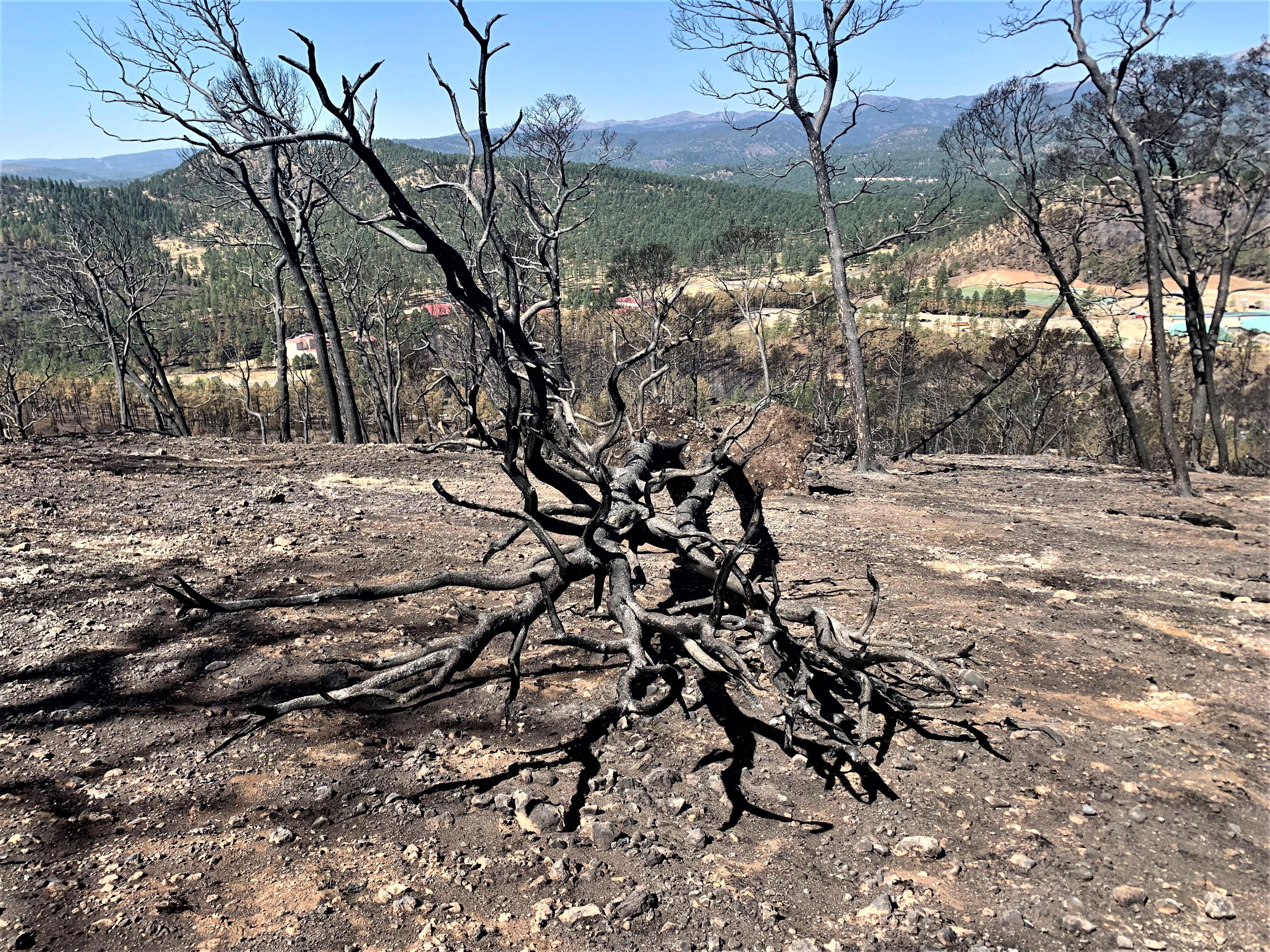 Image showing Burned tree uprooted in McBride Burned Area