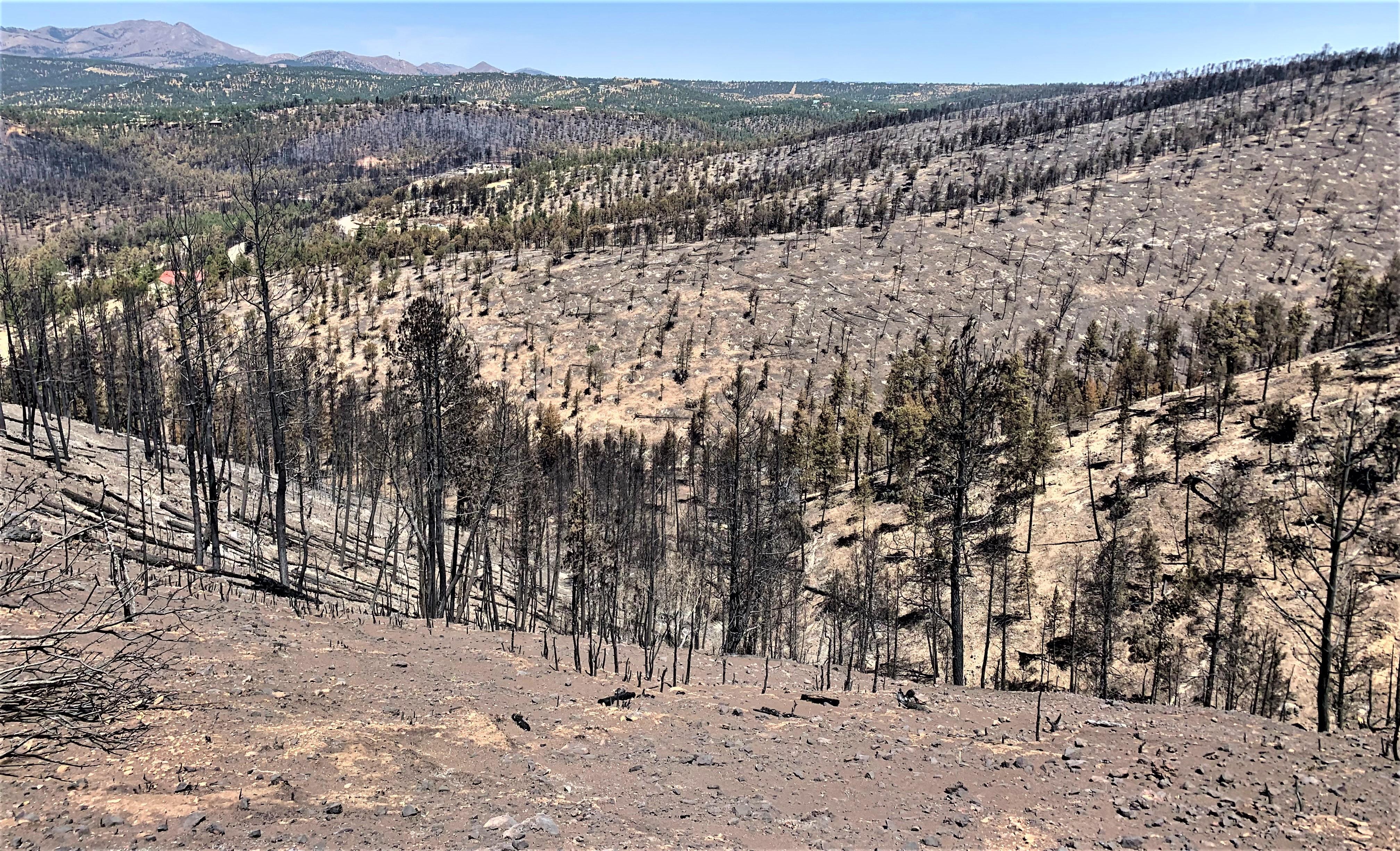 Image showing White ash from slash piles along ridge burned in McBride Fire