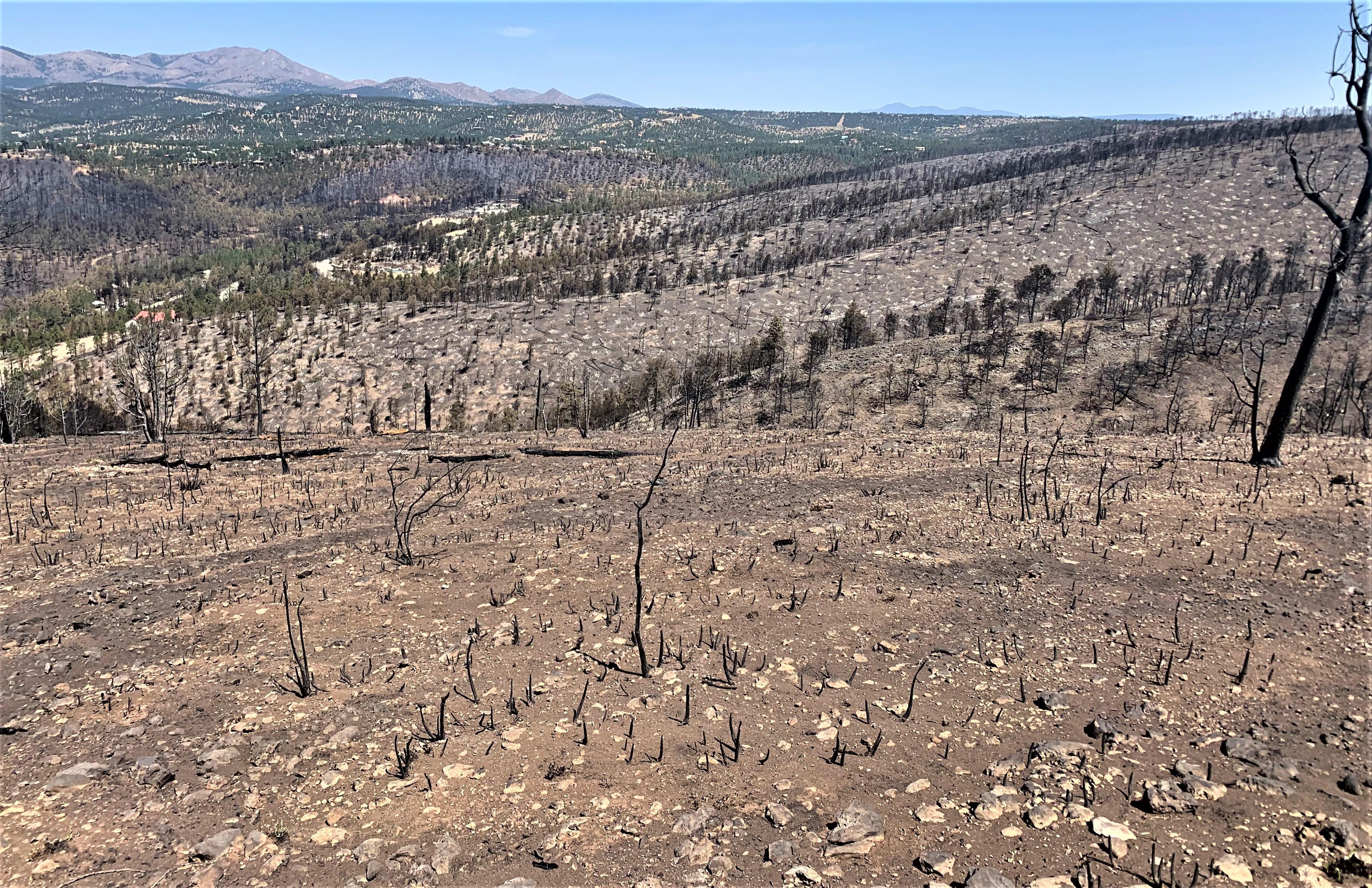 Image showing White ash from slash piles along ridge burned in McBride Fire