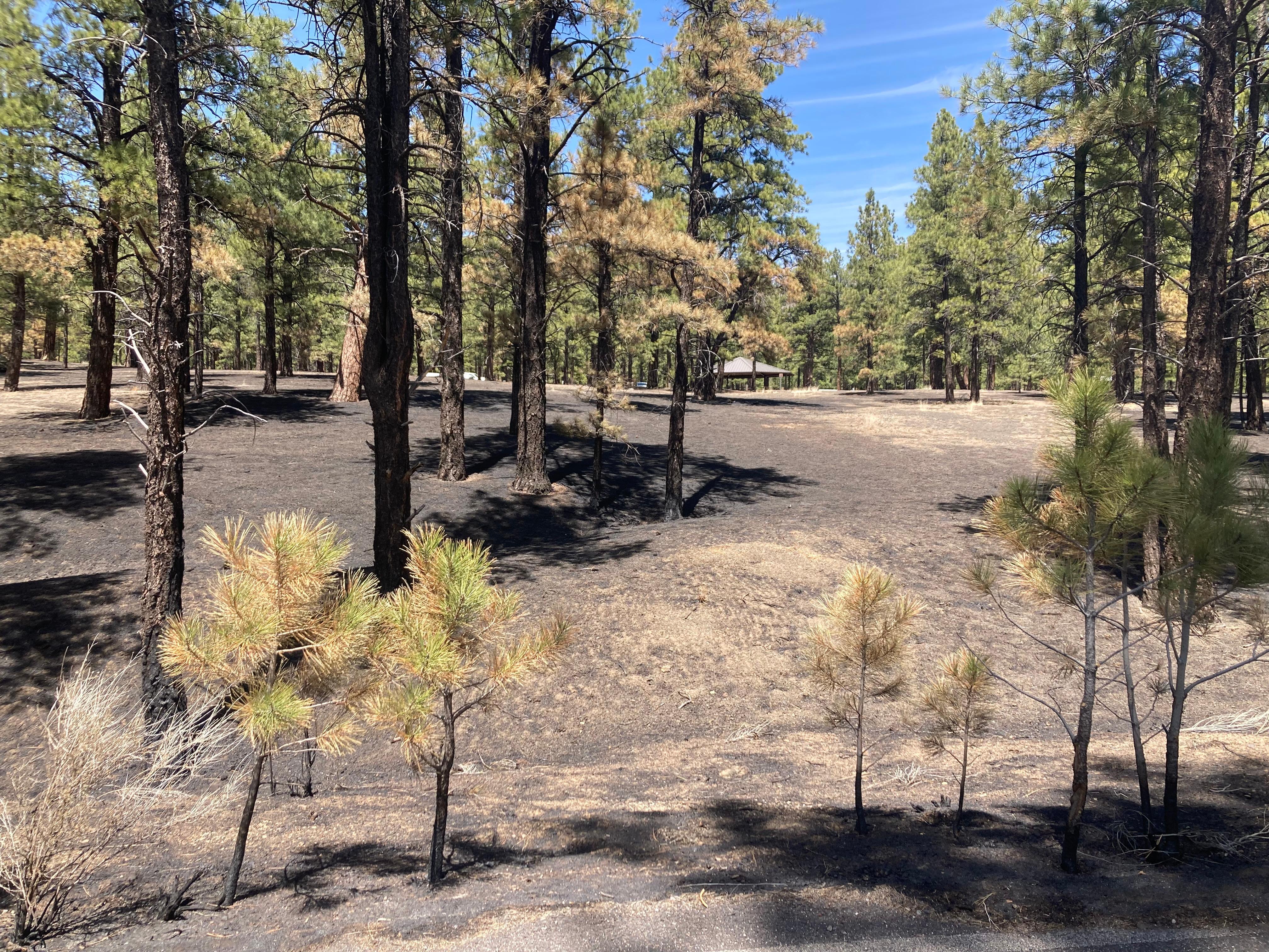 Low burn severity near Bonito Group Site Campground