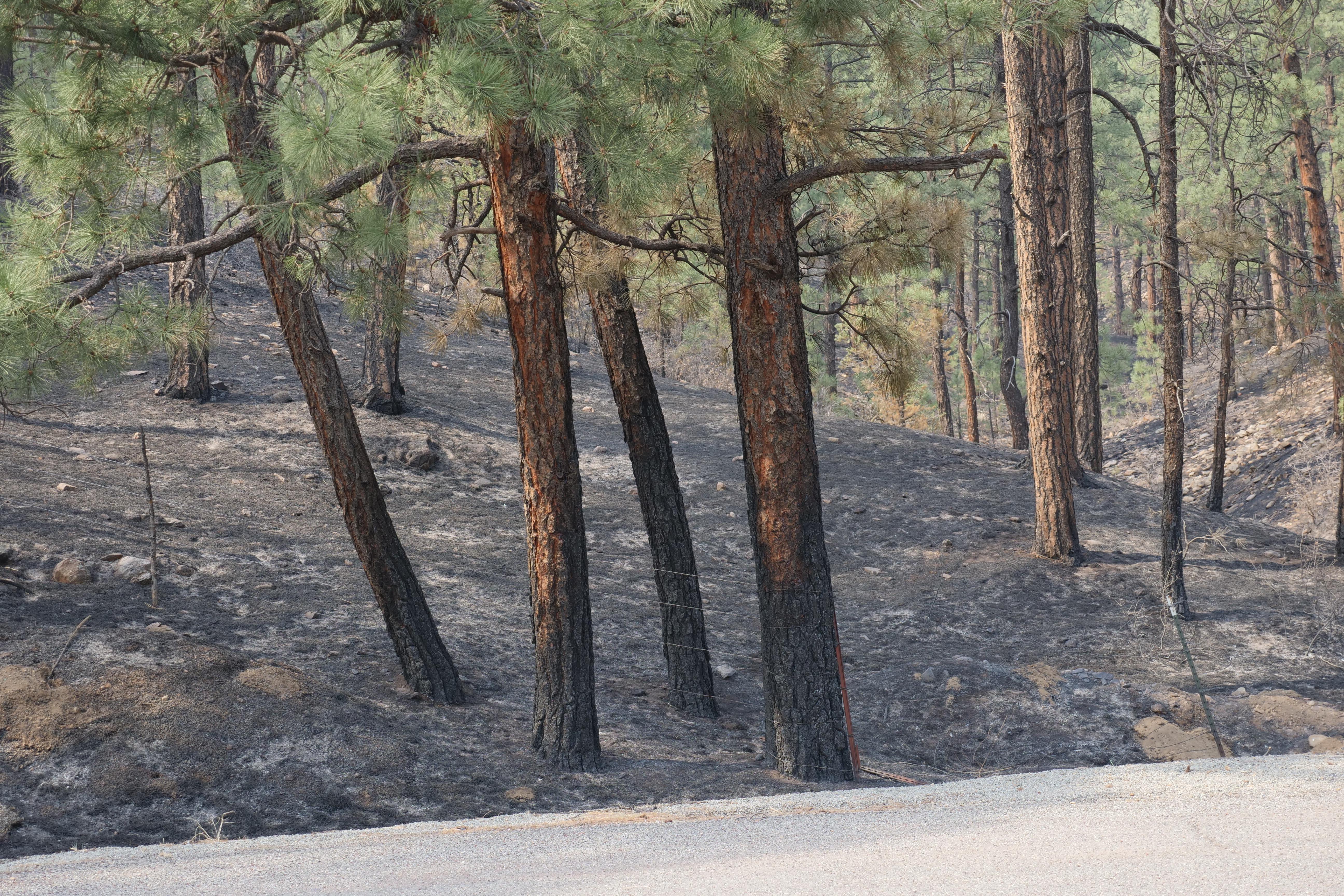 Ponderosa pines can survive after being scorched by low-intensity fire