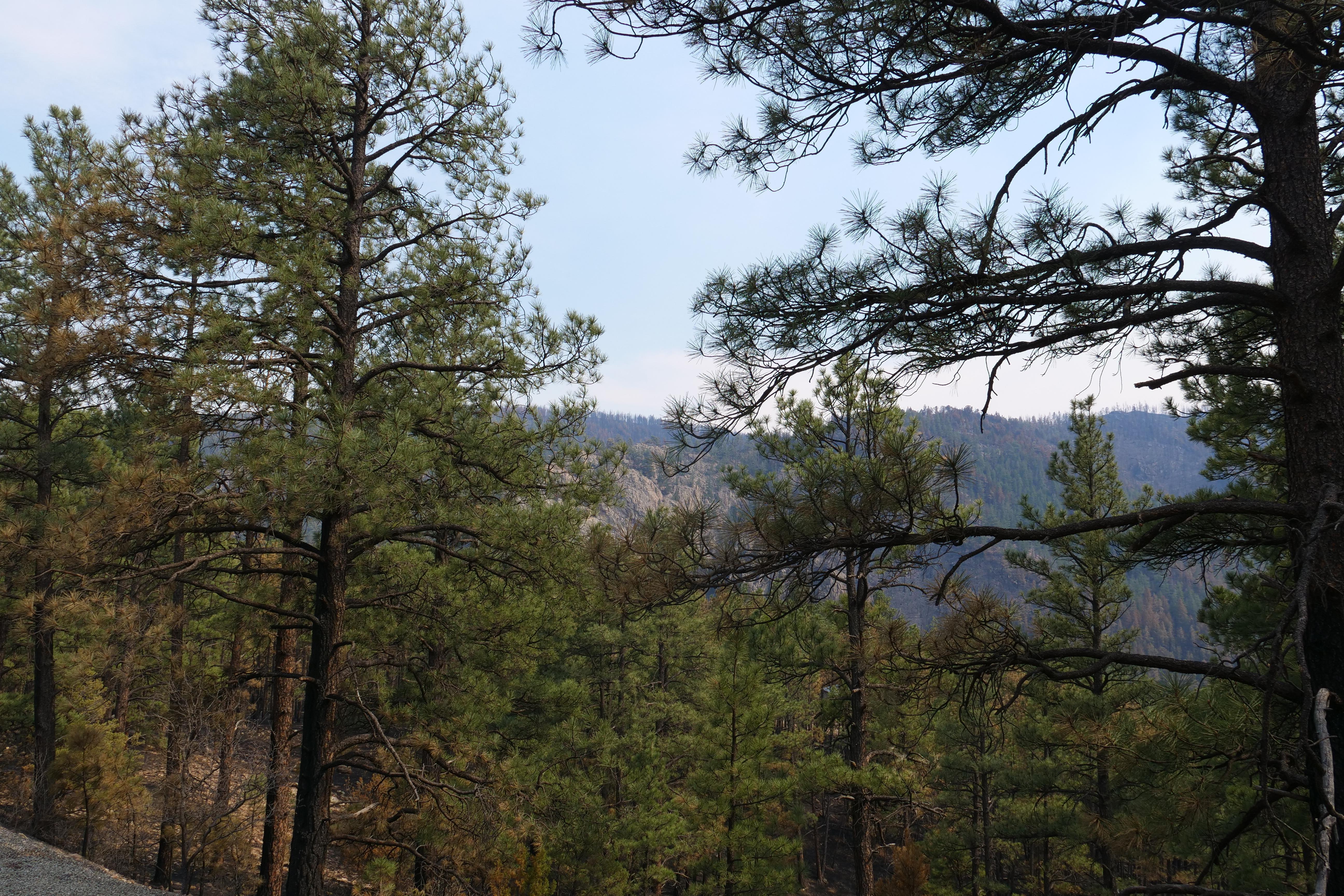 While it is too early to assess the impact of the fire, firefighters are reporting a mosaic pattern of burning in many area. In this photo, the trees on the ridge in the distance appear to have experienced severe fire impact but the trees in the for