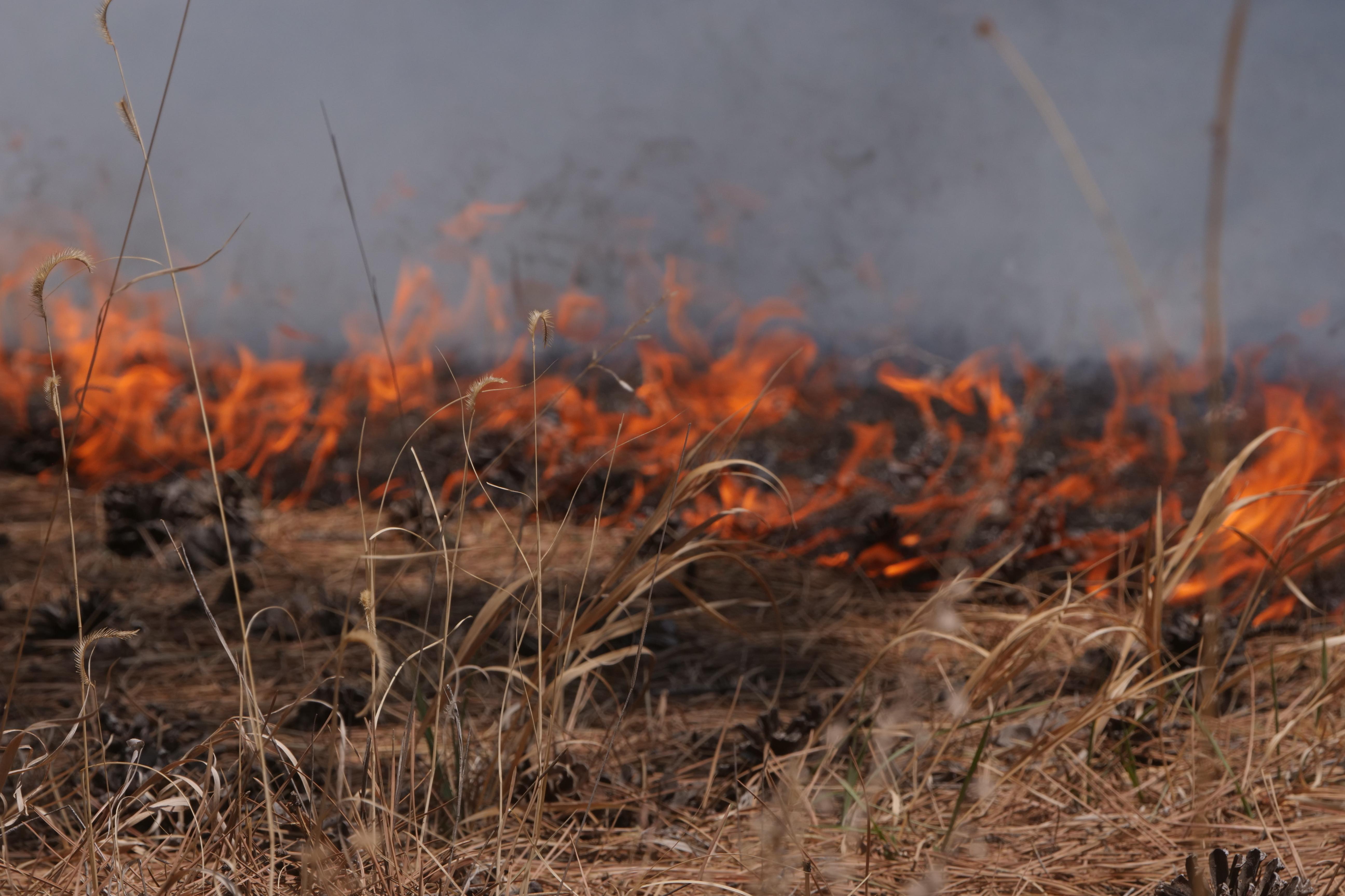 A close up picture of orange flames burning brown grasses.