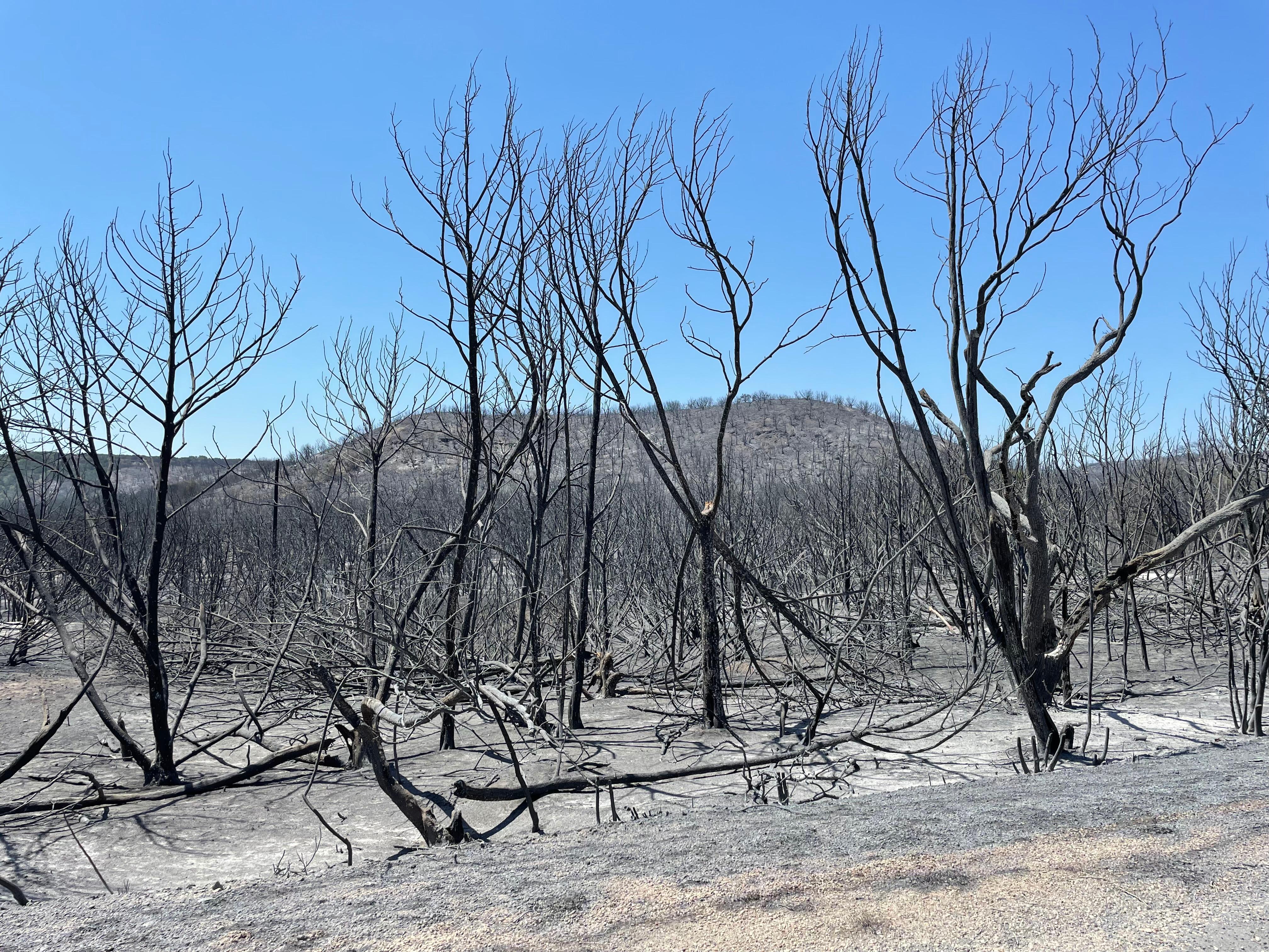 Burned vegetation on the Mesquite Hear Fire, May 18, 2022