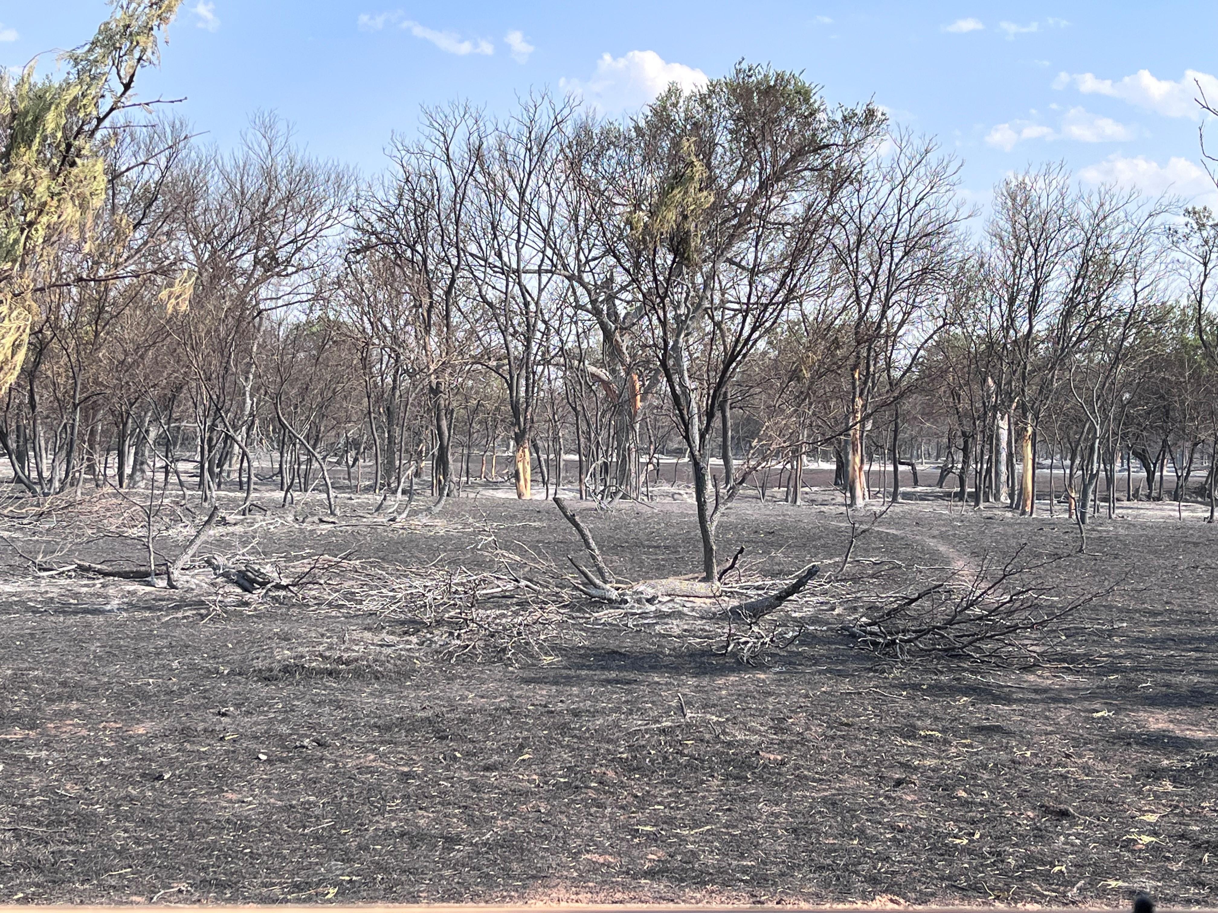 picture shows burned vegetation area, to include trees and grass. some of the grass and trees are white- ash from exposure to extreme fire behavior