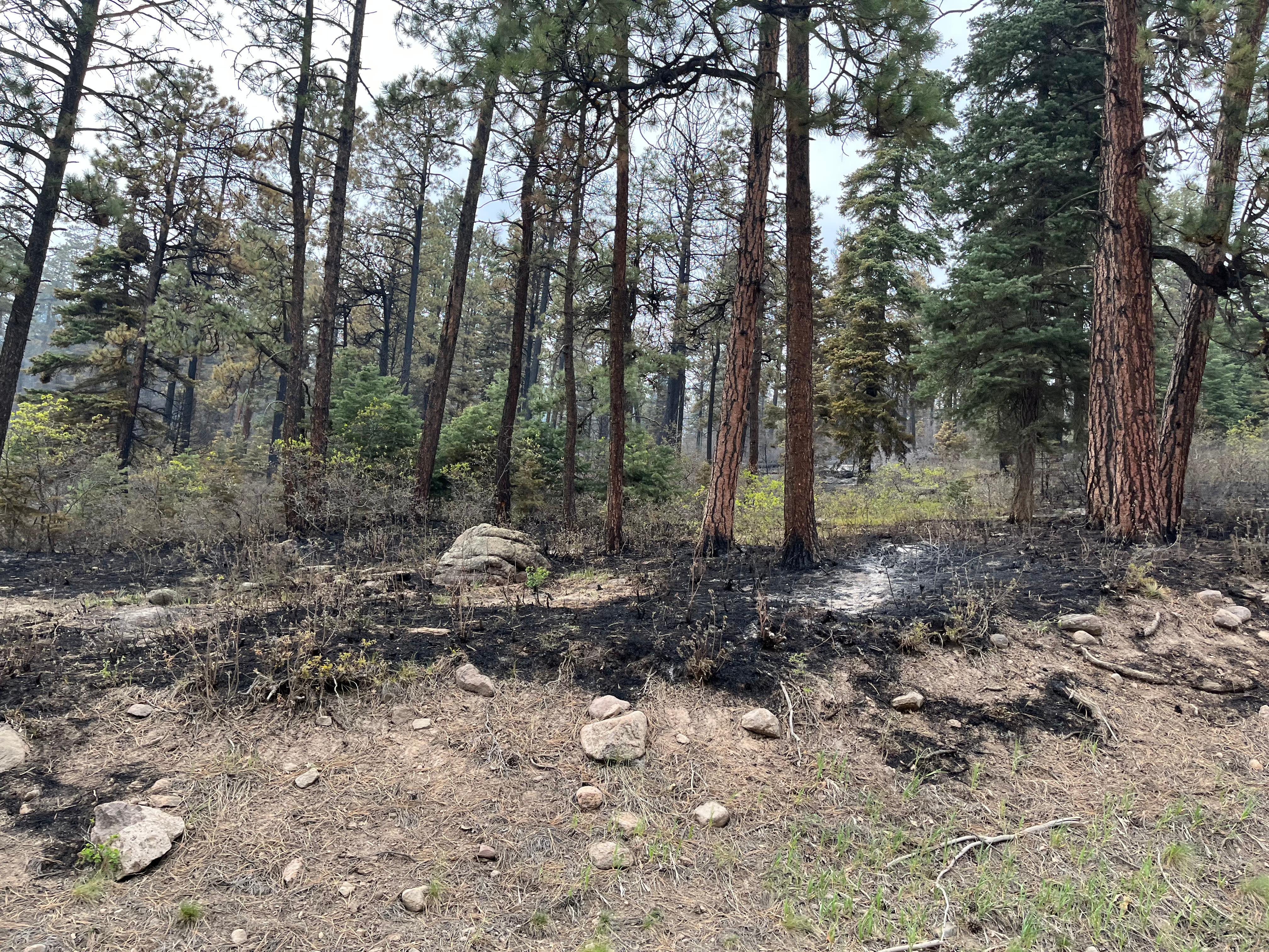 Fourmile Road fire effects