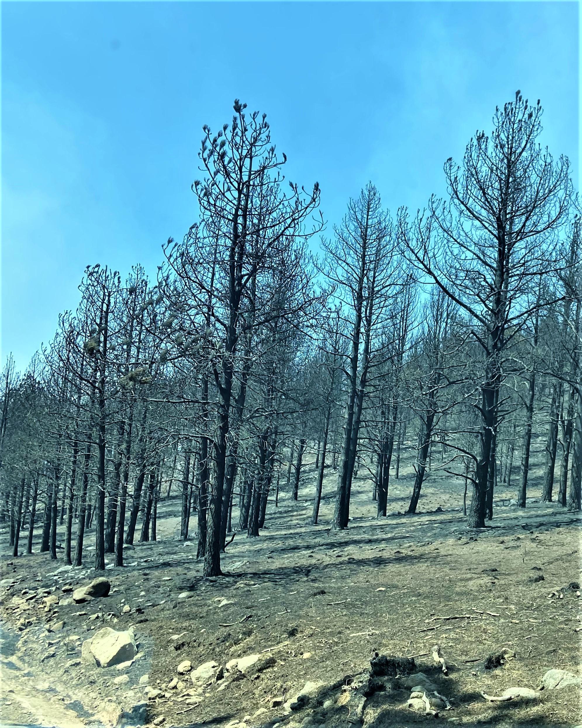 Image showing Cerro Pelado Burned Area Along FSR270 Road