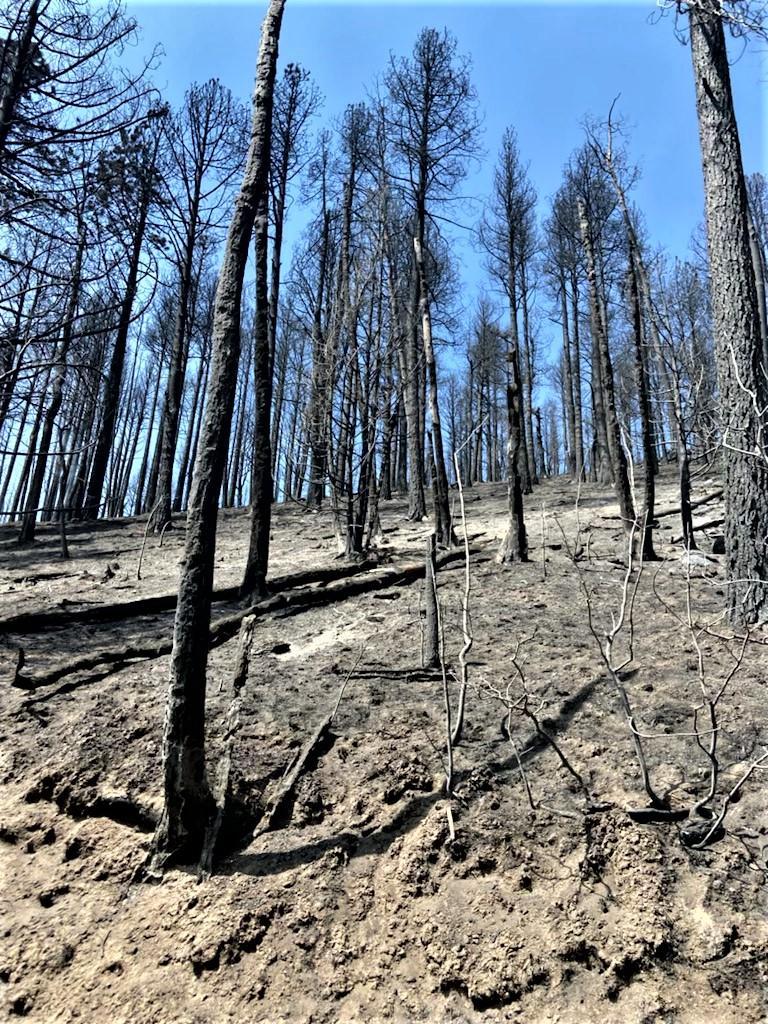 Image showing Cerro Pelado Burned Area Along FSR270 Road