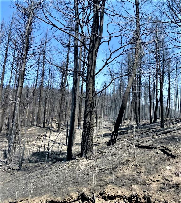 Image showing Cerro Pelado Burned Area Along FSR270 Road