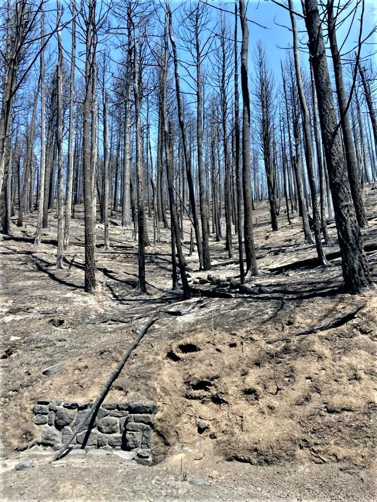 Image showing Cerro Pelado Burned Area Along FSR270 Road