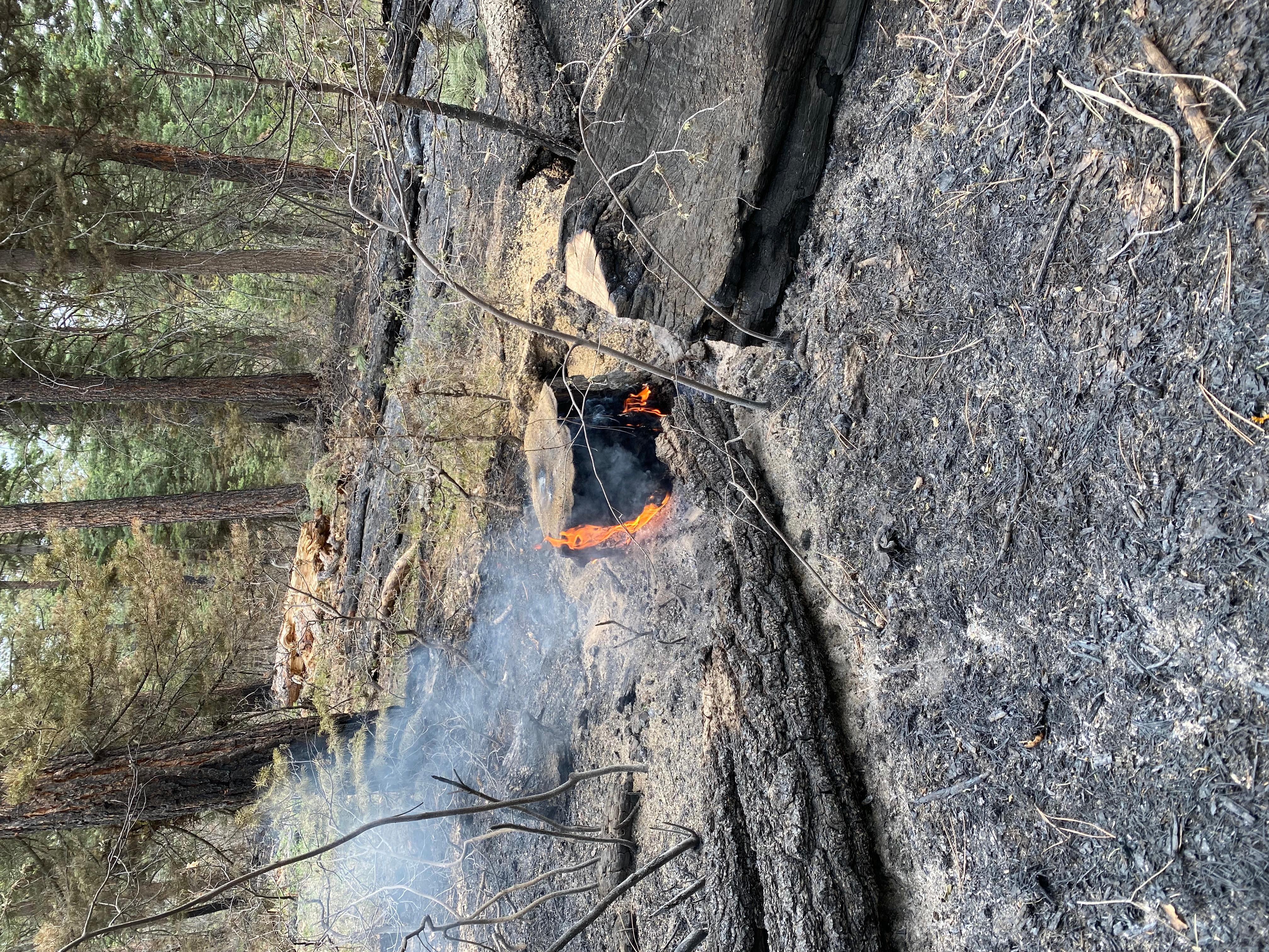 A cut-off stump burns inside the Plumtaw Fire. In the background, unburned trees line the fire perimeter.