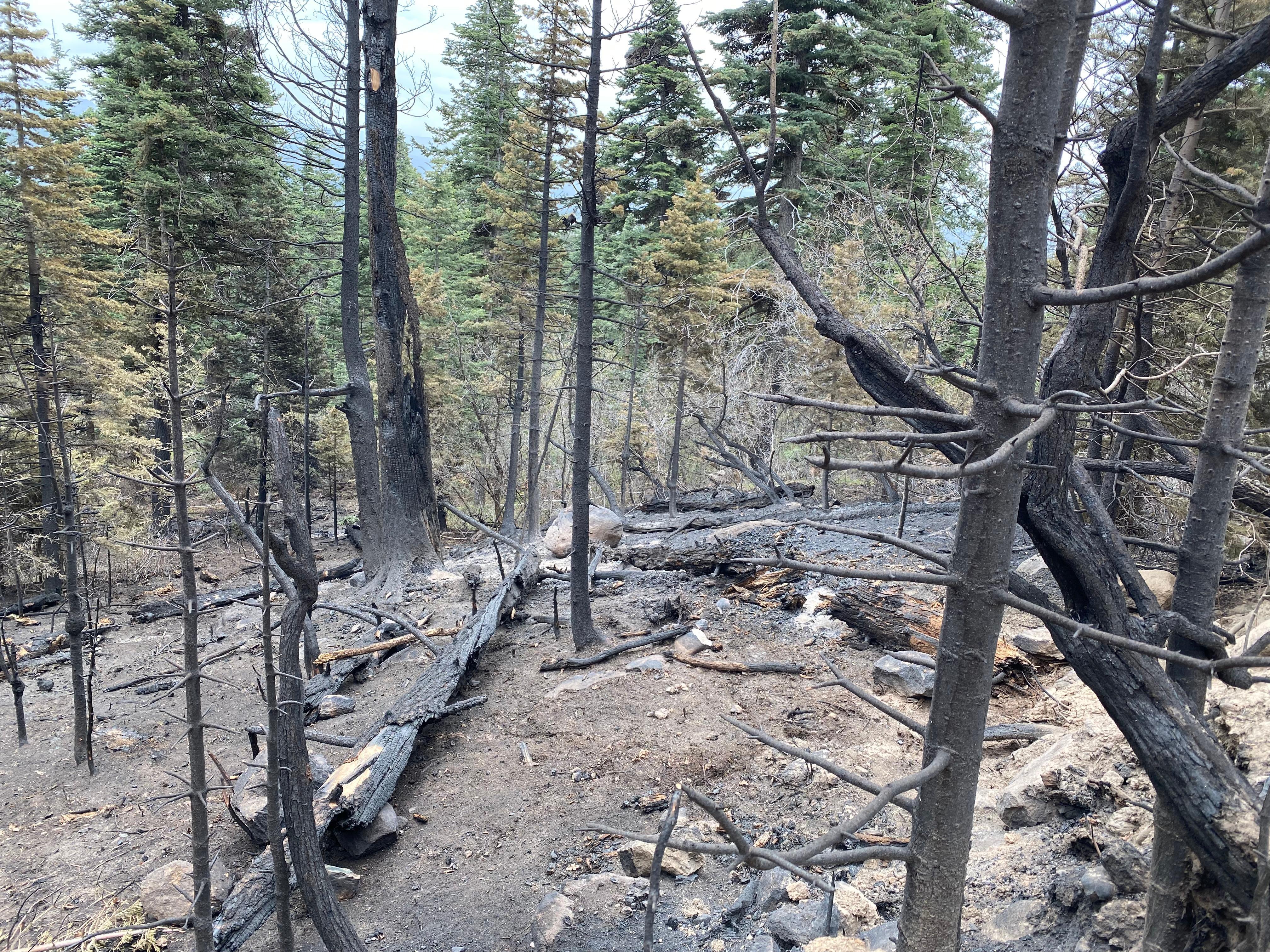 In the foreground, tree stems and the ground are bare of needles or other vegetation, appearing ashy and grey. In the background, past the edge of the fire scar, some trees are scorched by the heat of the fire, and other trees remain green.