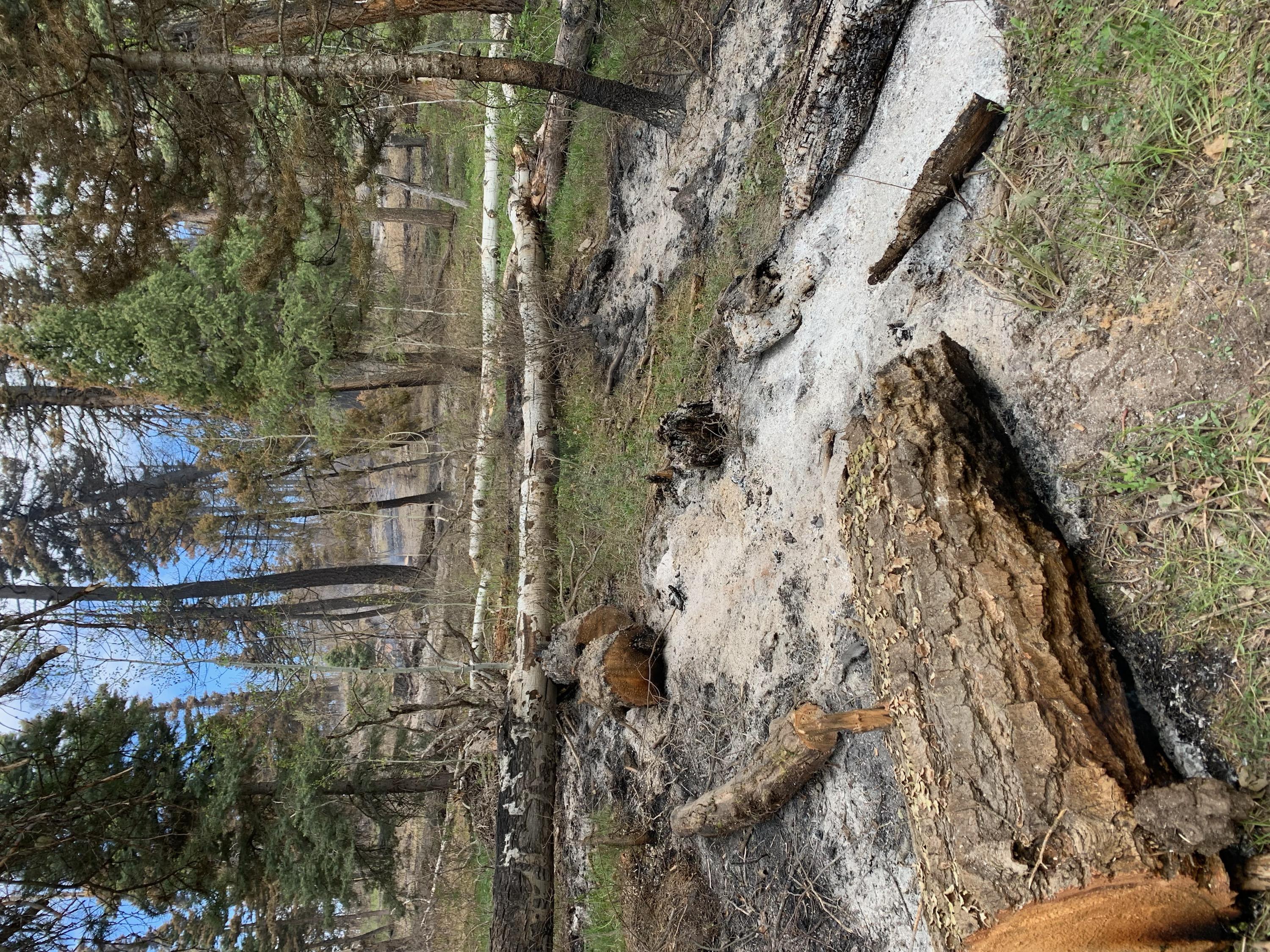 White and grey ash lay on the ground where a spot fire has burned. A cut-up log lays on the ground with unburned grass and trees around a spot fire.