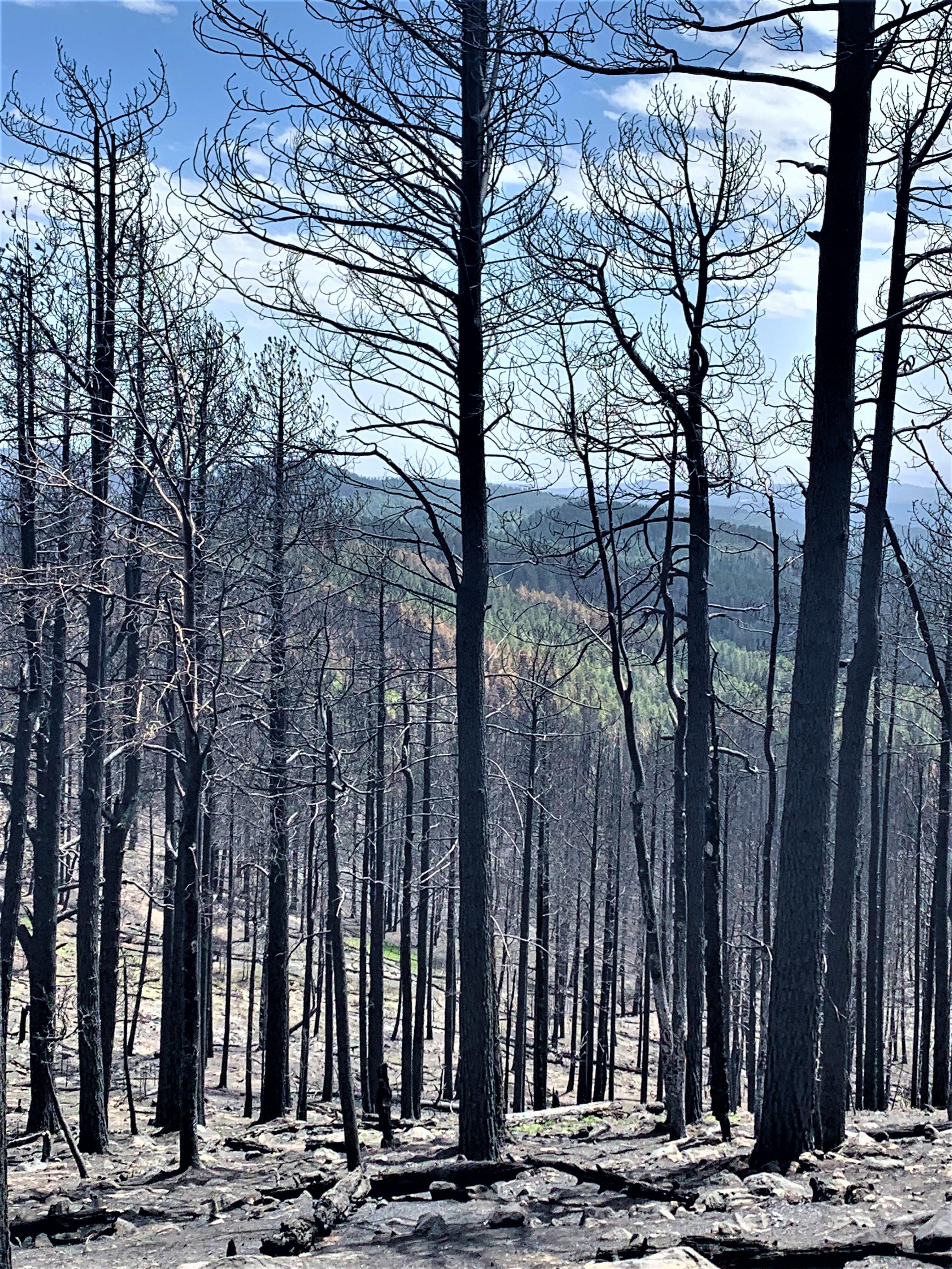 Image showing View near top of Forest Service Road FSR270 from high soil burn severity into moderate and low within the Cerro Pelado Burned Area