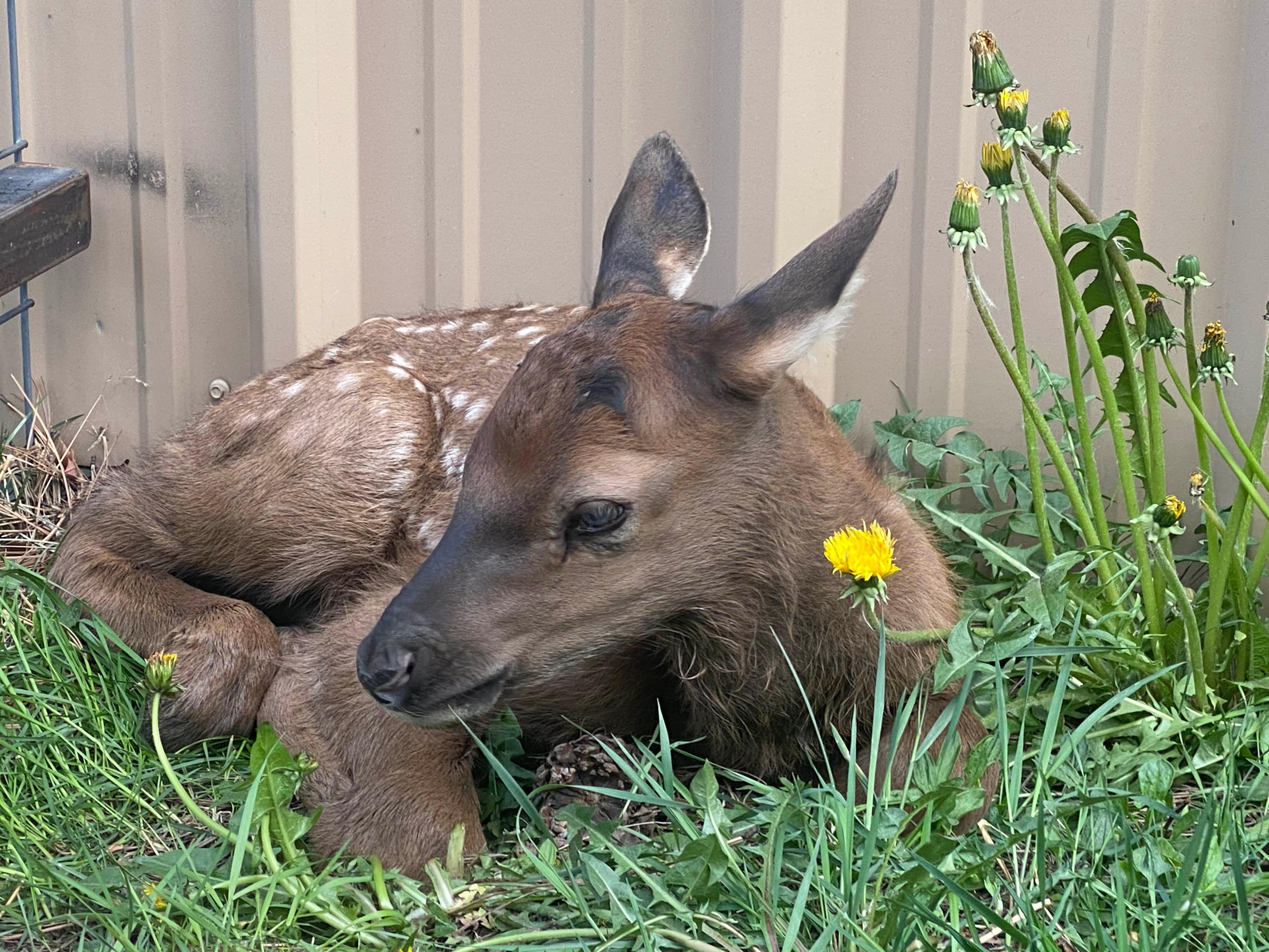 An elk calf rests on grass