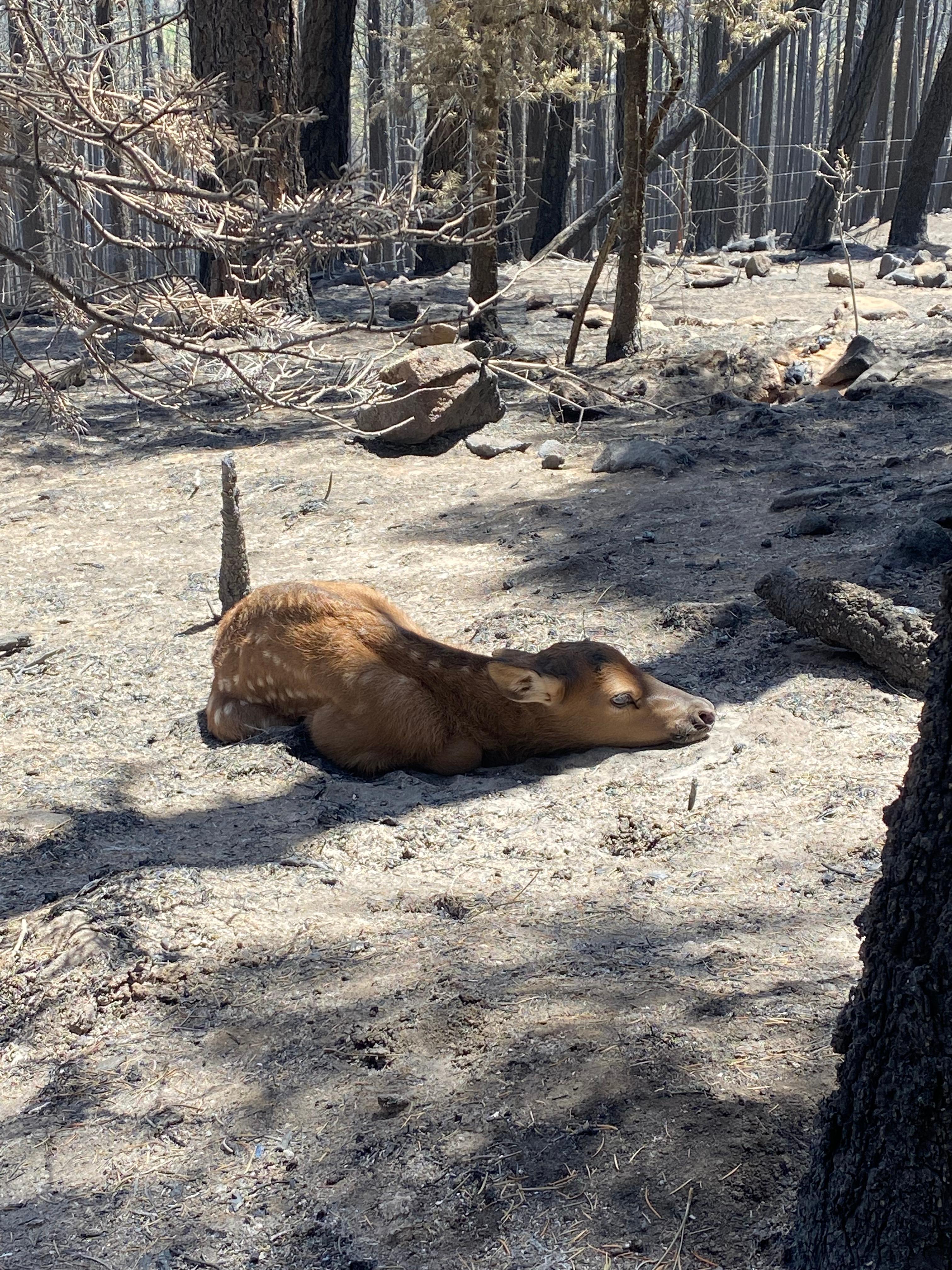 An elk calf lies in a burned-out forest