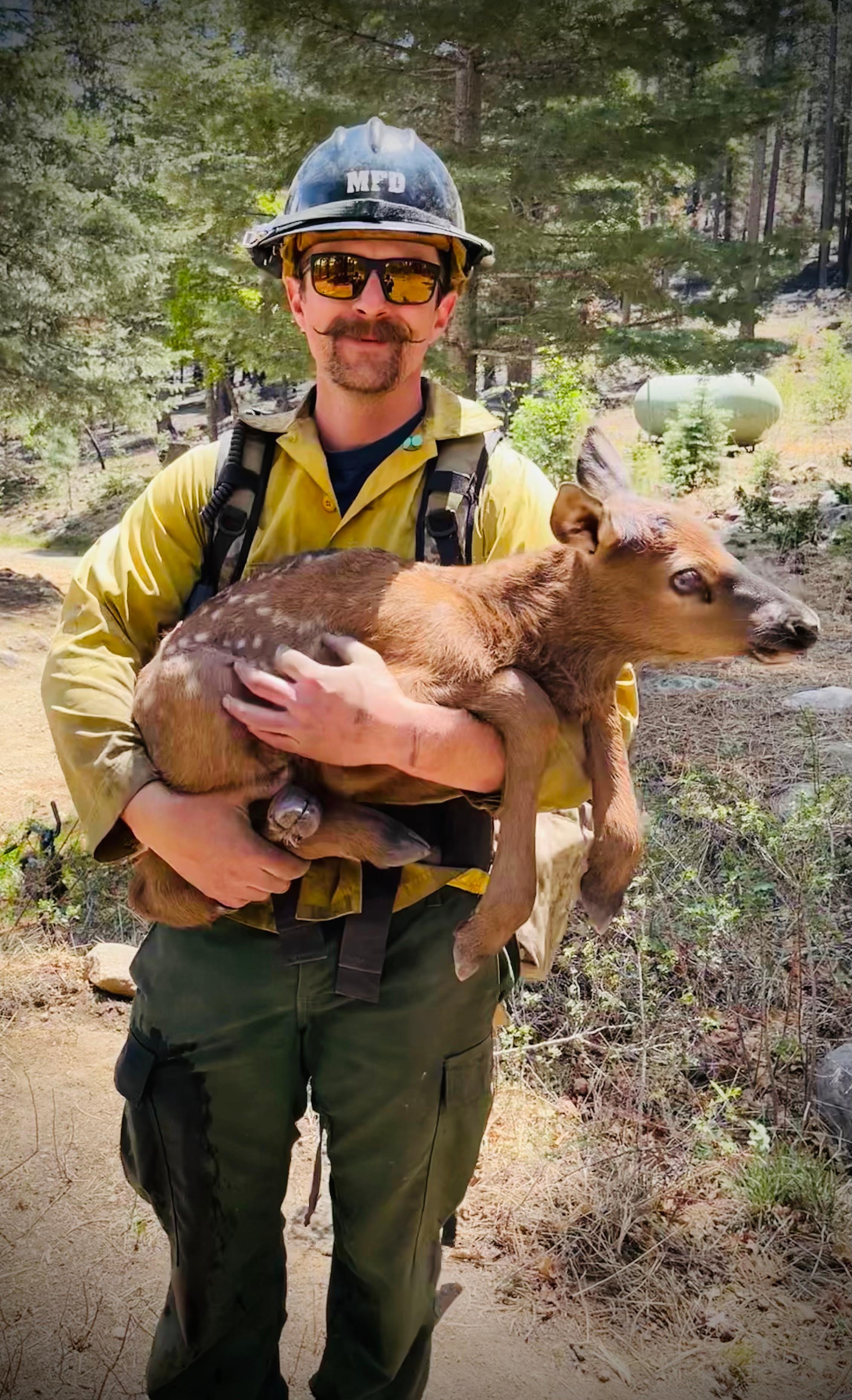 A firefighter holds an elk calf