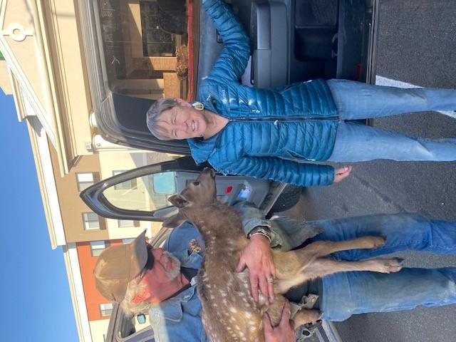 A firefighter holds an elk calf