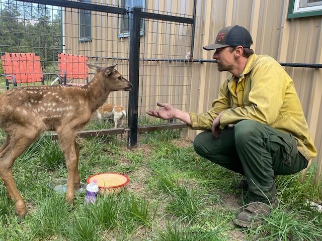 An elk calf lies on grass