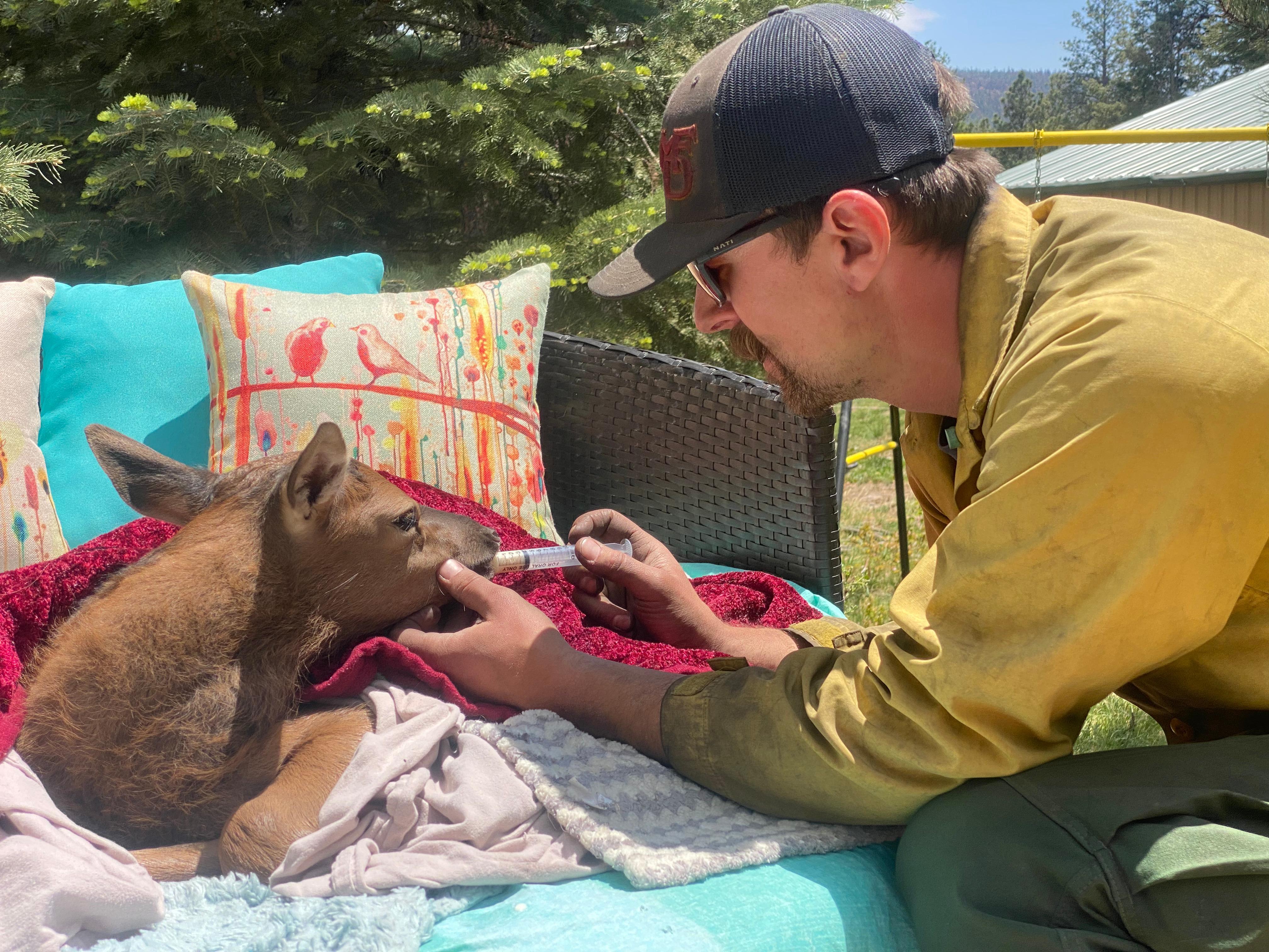 A firefighter holds an elk calf