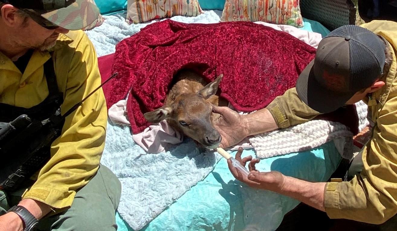 A firefighter holds an elk calf