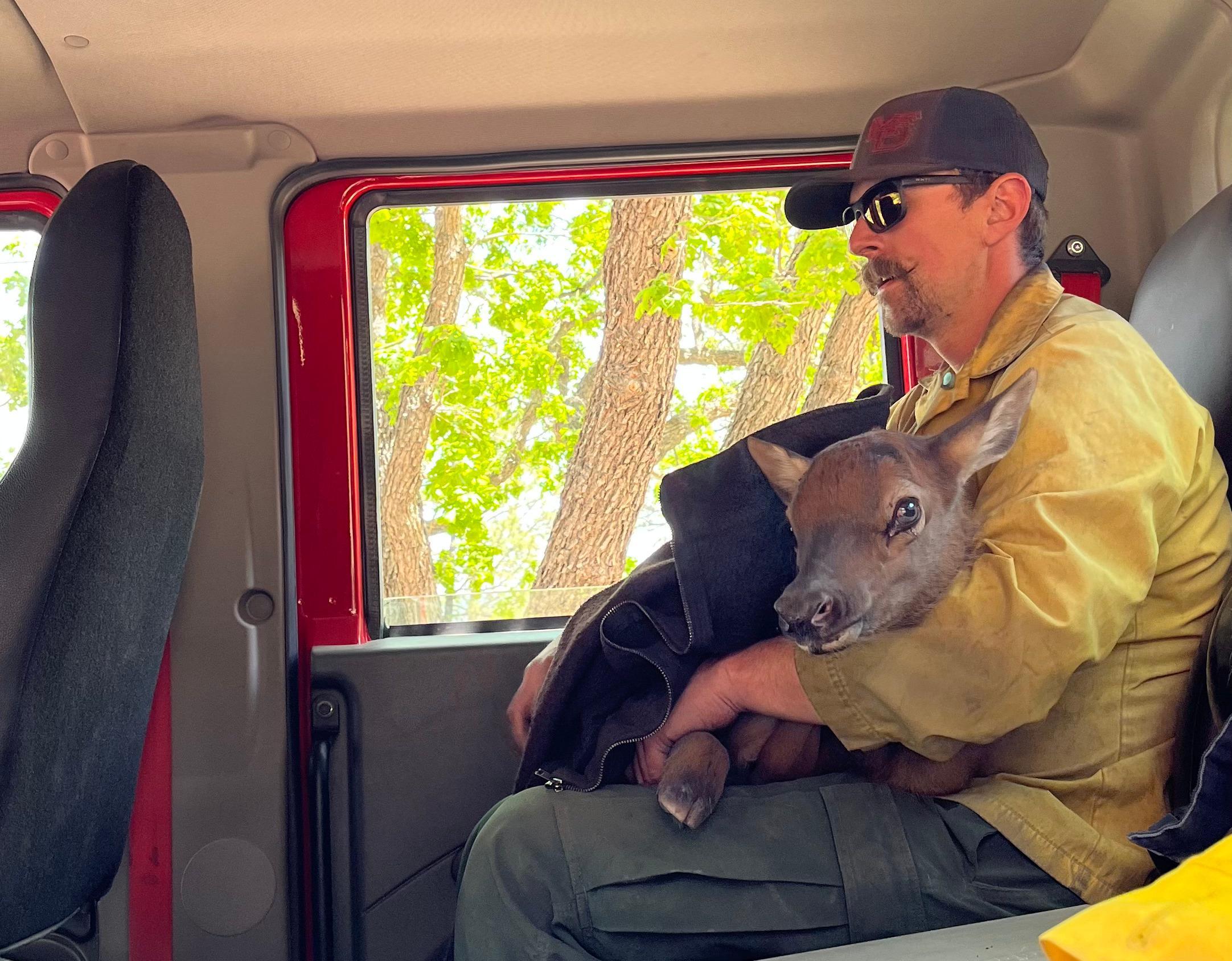 A firefighter holds an elk calf