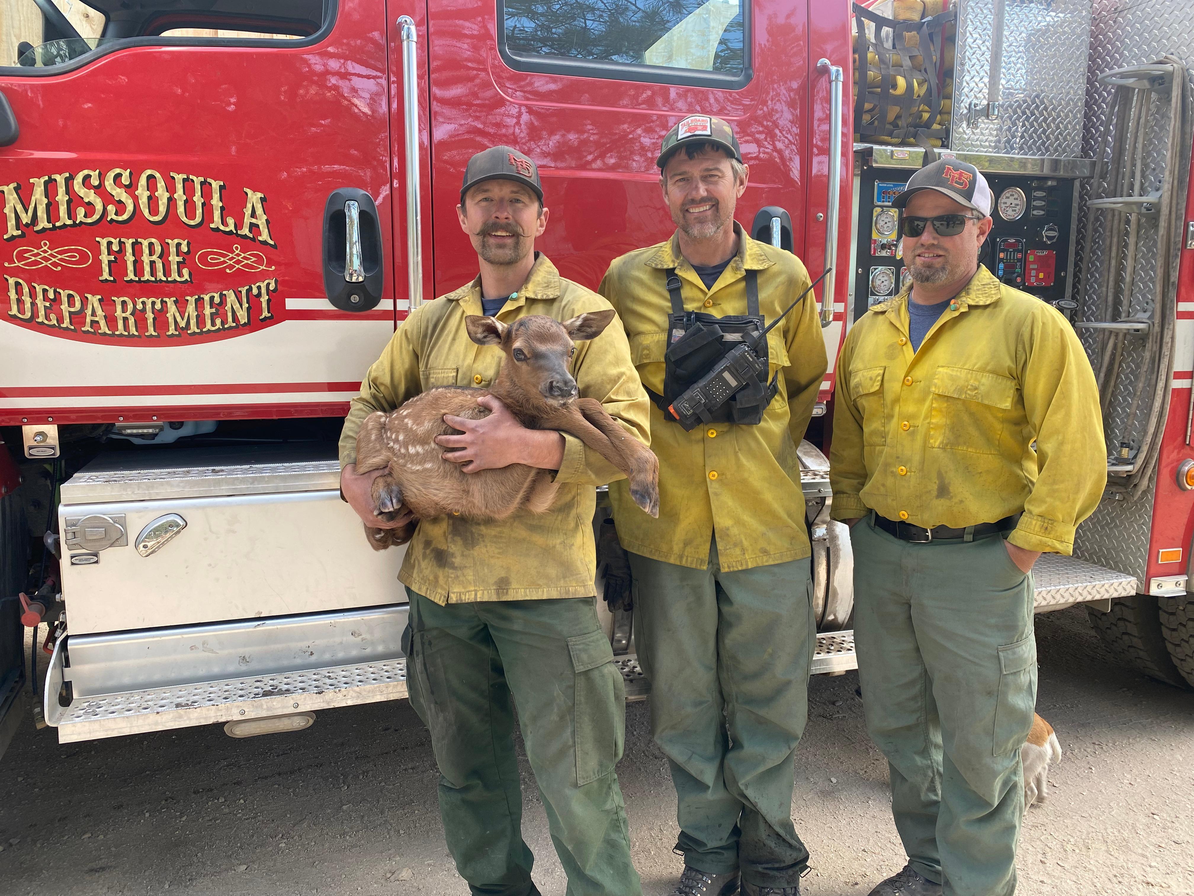 A firefighter holds an elk calf