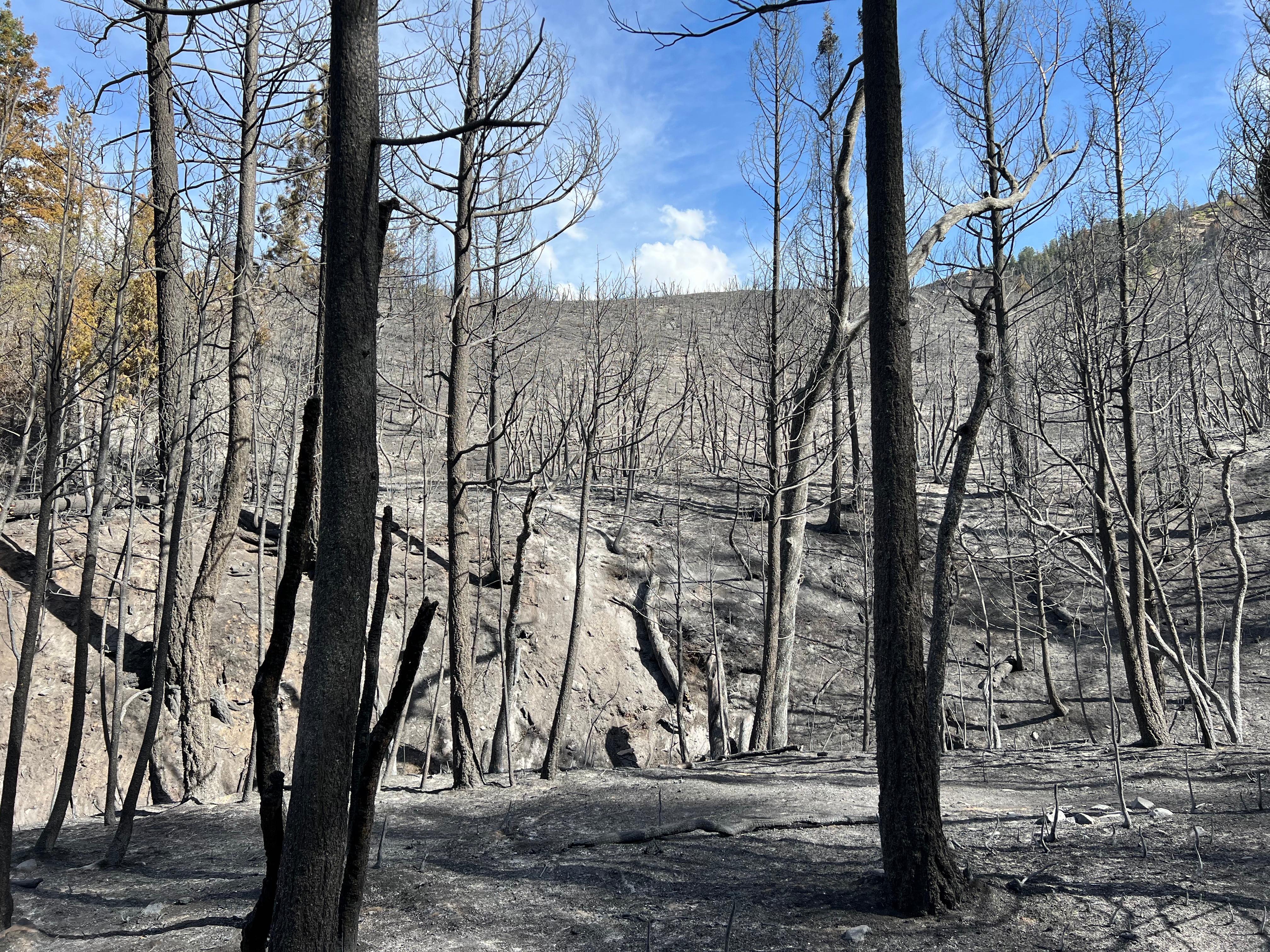 A second of a badly burned forest is shown, the ground is covered in ash and the remaining trees look like black sticks.