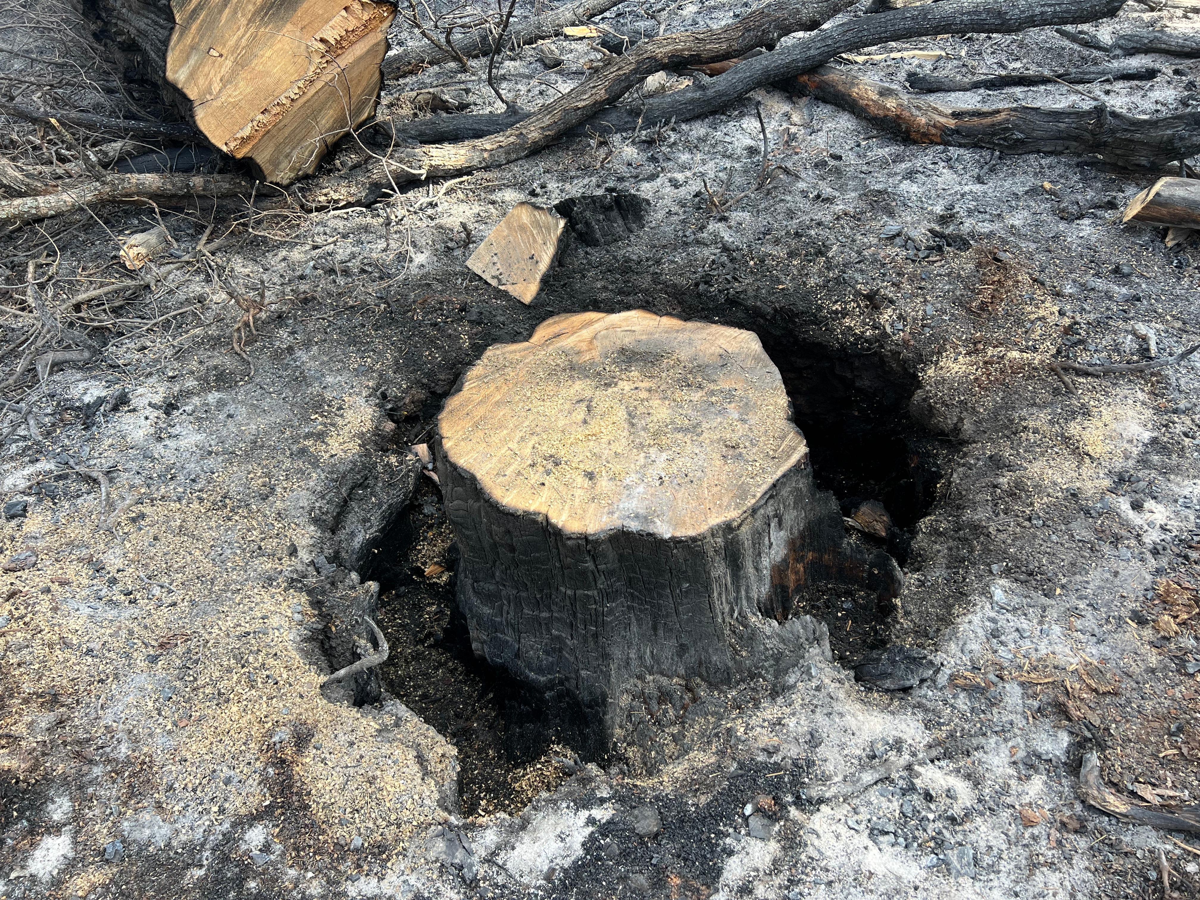 The stump of a burned tree that has been cut down is shown.
