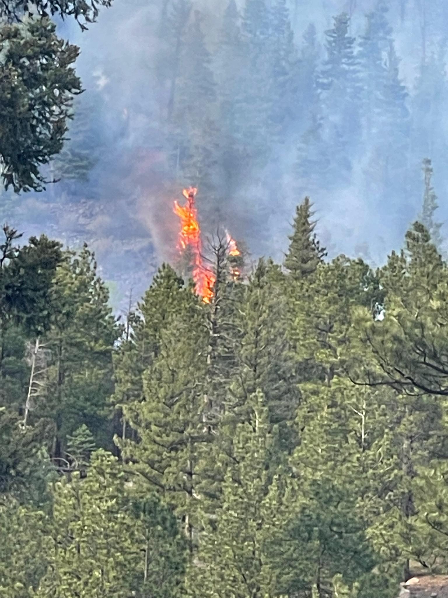 Fire comes off the top of a single tree in the midst of a forest