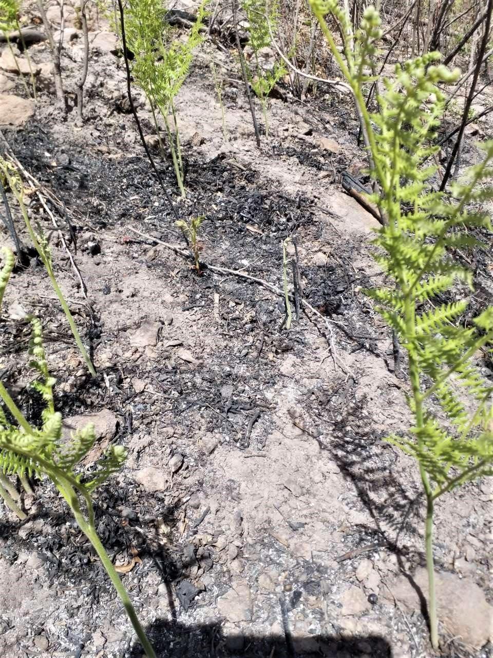 Image showing Vegetation Regrowth in Canon de Norte in the northern part of the Cerro Pelado burn area found by BAER Soil Scientist Tom Giambra