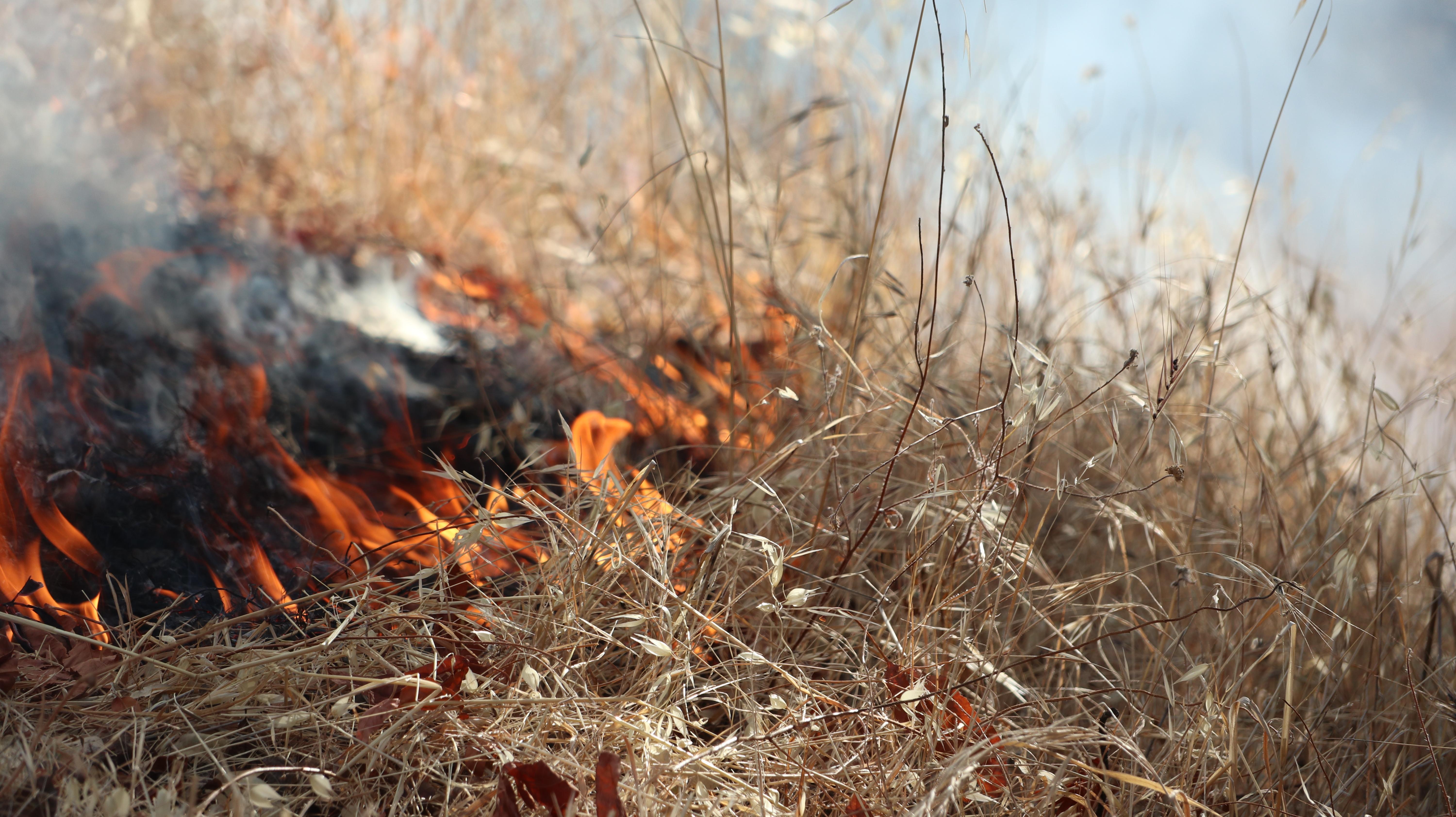 Close-up of burning invasive dead grass.