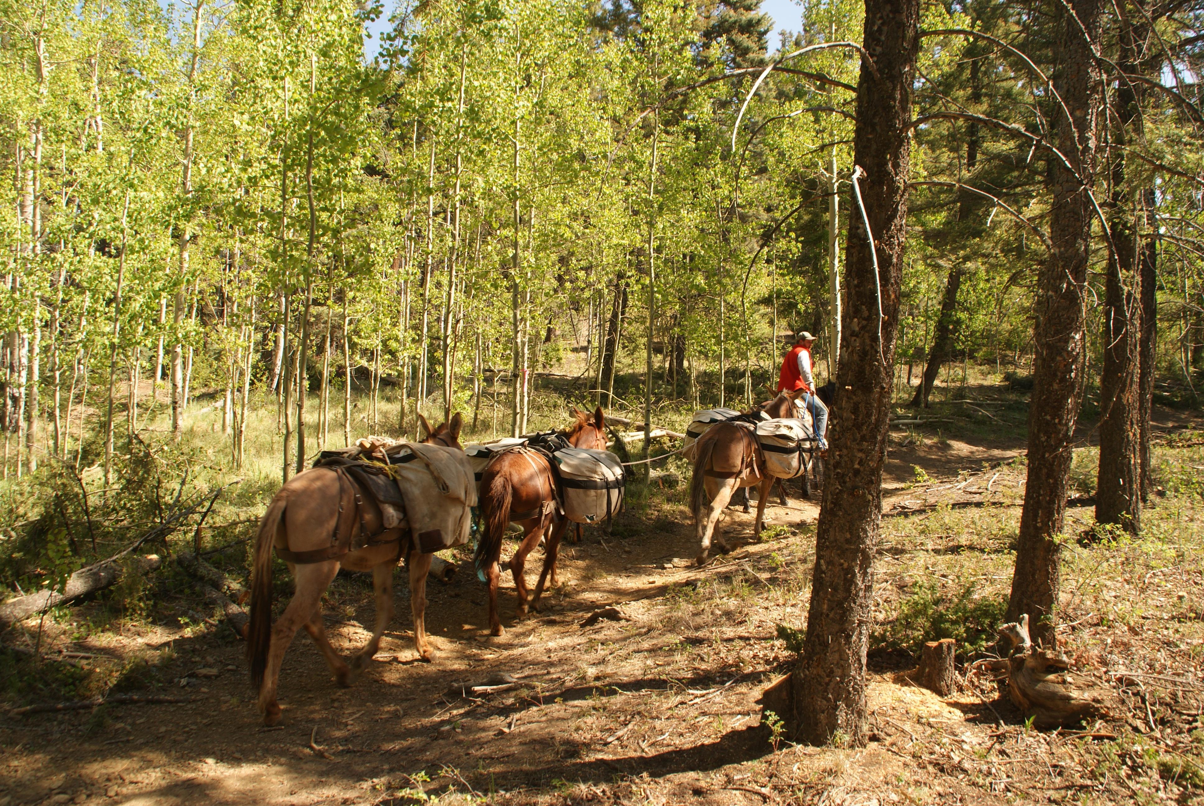 Horses and mules carrying gear walk down a dirt trail through the forest