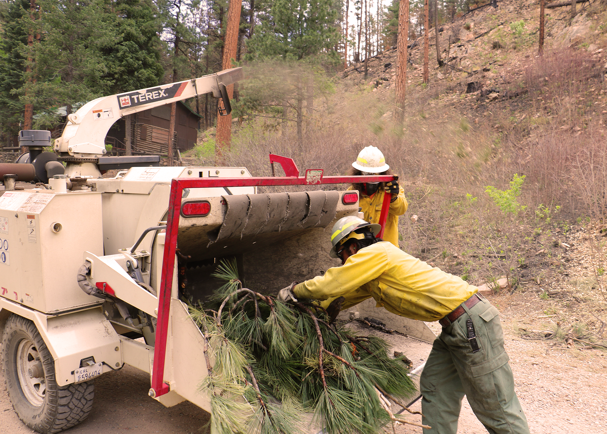 A firefighter places tree branches into a machine pulled behind a vehicle.  The branches are chipped and shoot out an arm on the machine.  The small woodchips move past a firefighter and onto the ground with a house in the background.
