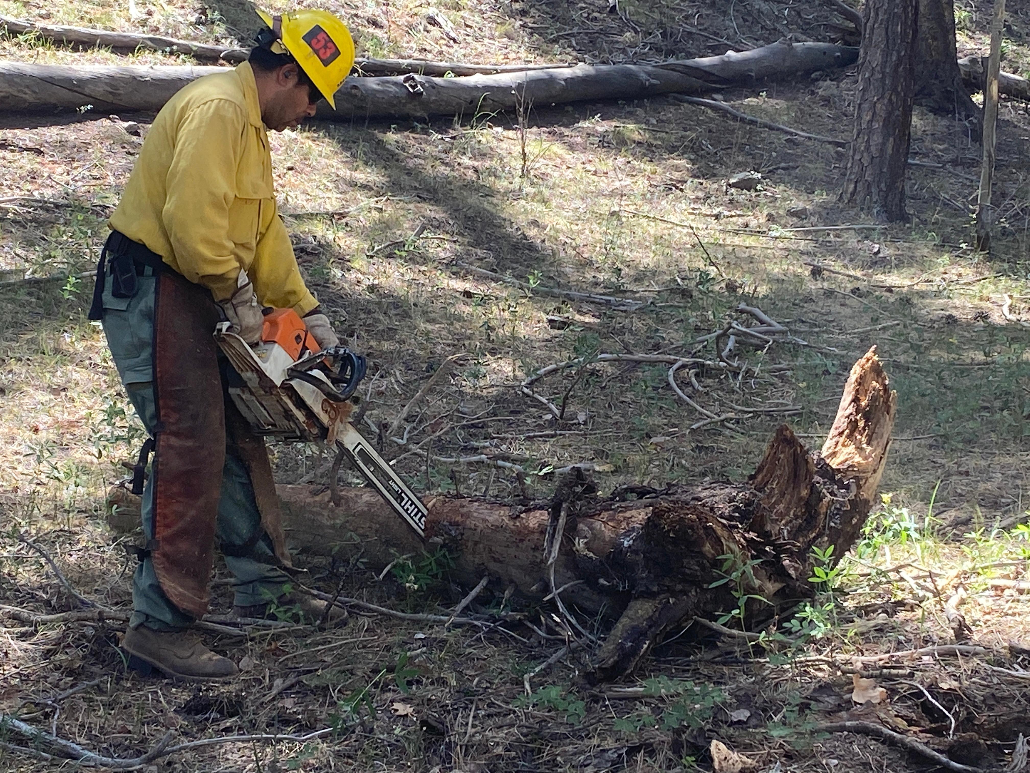 Firefighter with yellow shirt, yellow hardhat, green pants and orange chaps.  Firefighter holds a chainsaw and is cutting a log down on the ground.