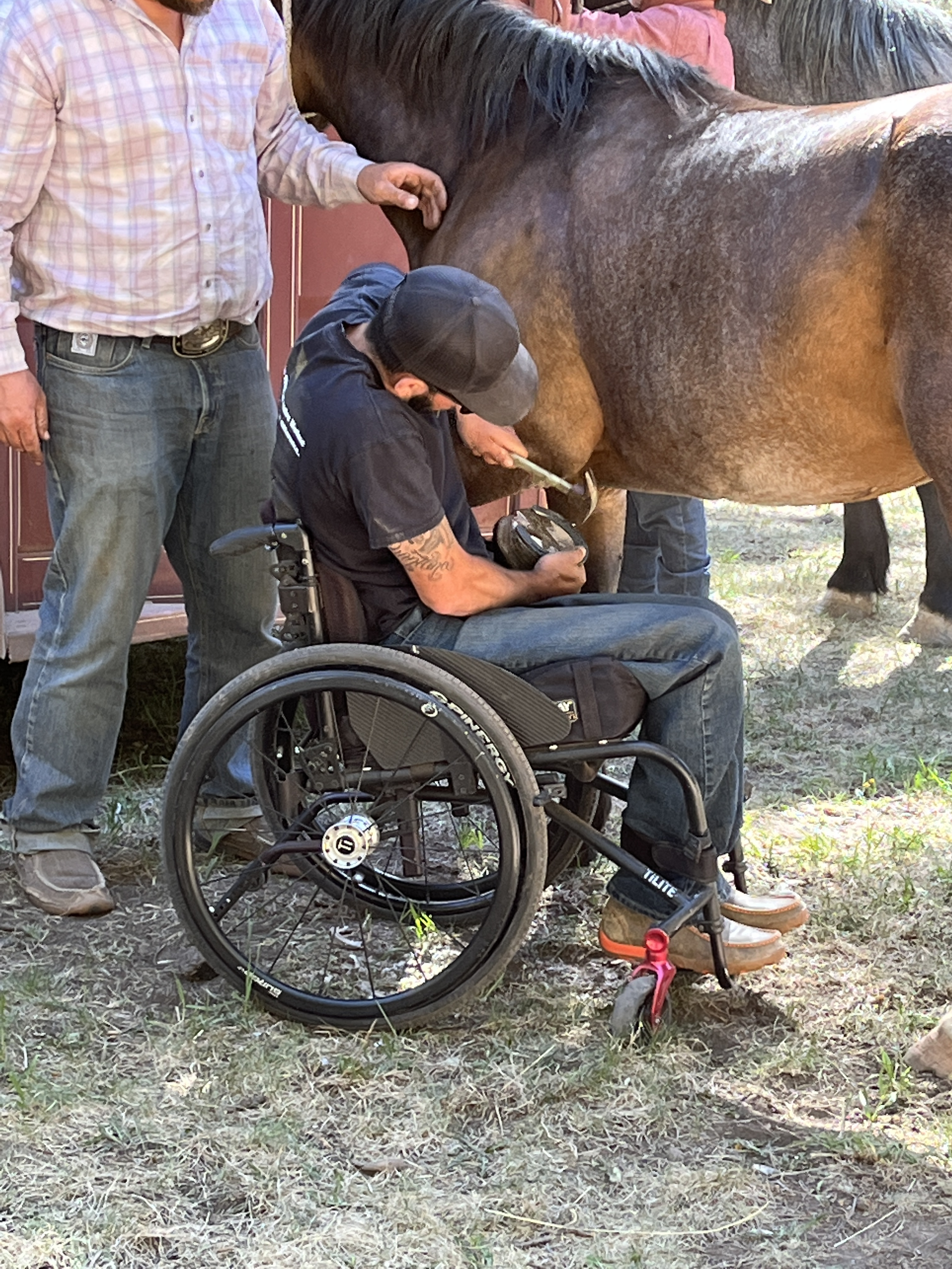 two men shoe a grey horse, 1 sits in a wheelchair