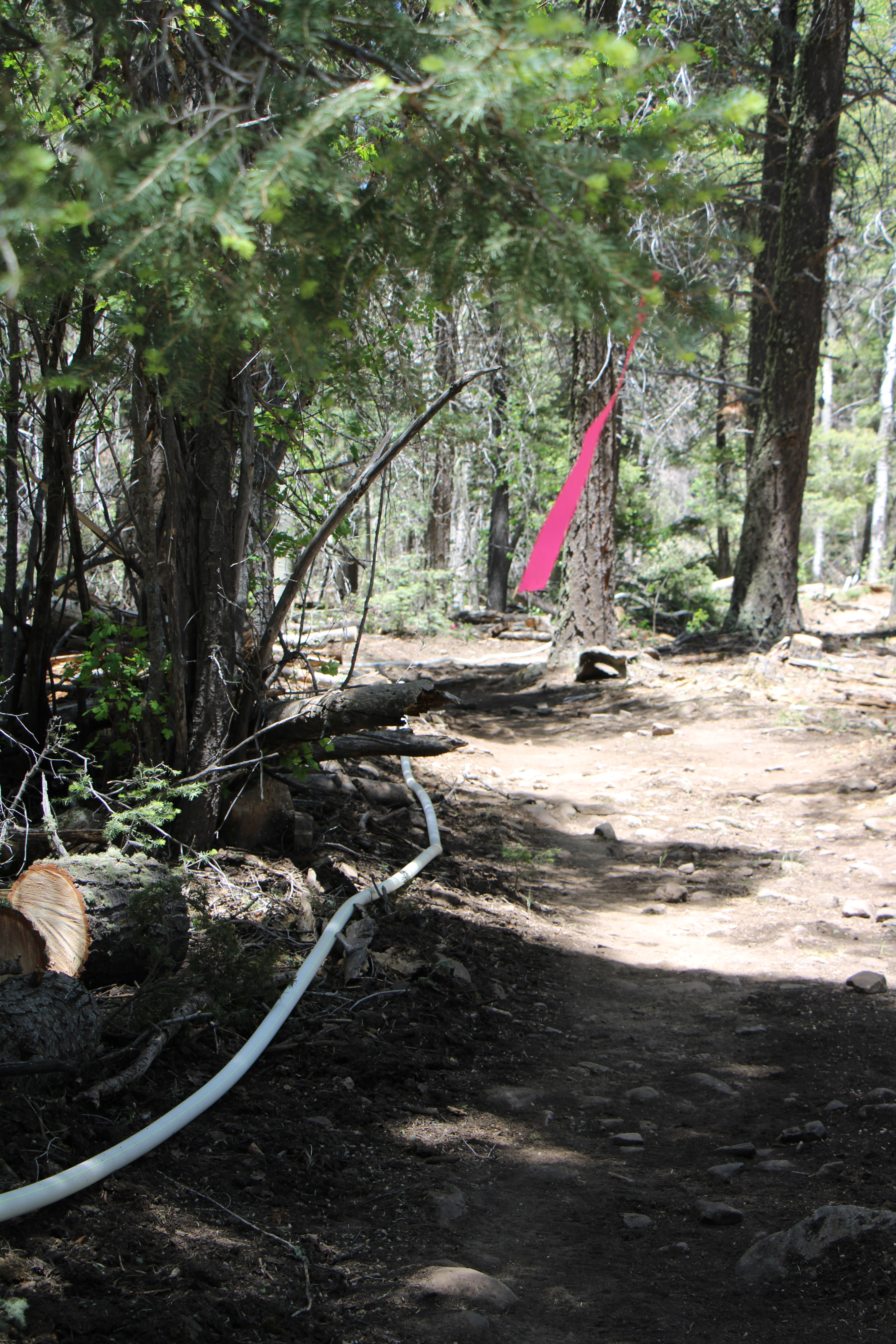 a pink piece of flagging flutters above a bare dirt fireline