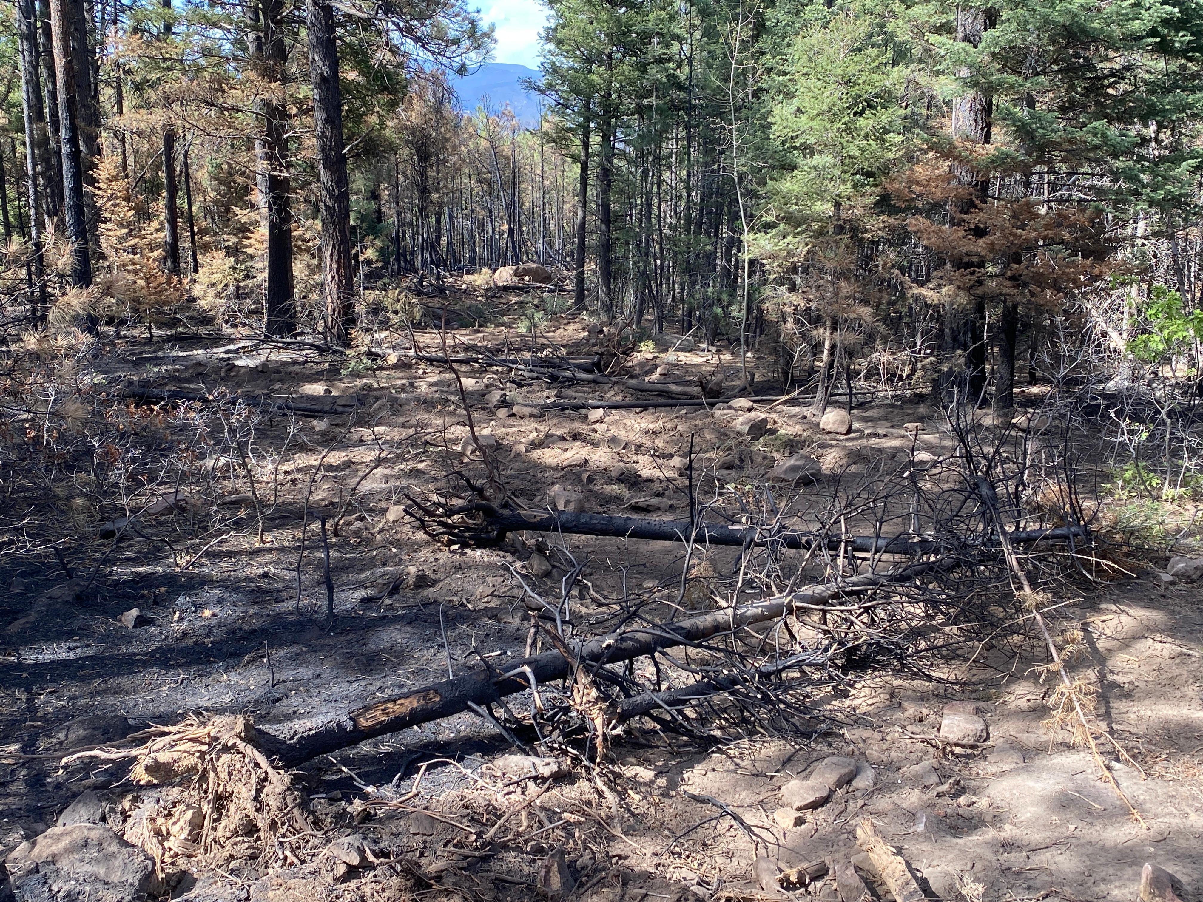 Forest area with dozer line down the center of image.  Dozer line has rocks land burn trees on their sides to cover the dozer line.  Mix of burned and unburned vegetation.